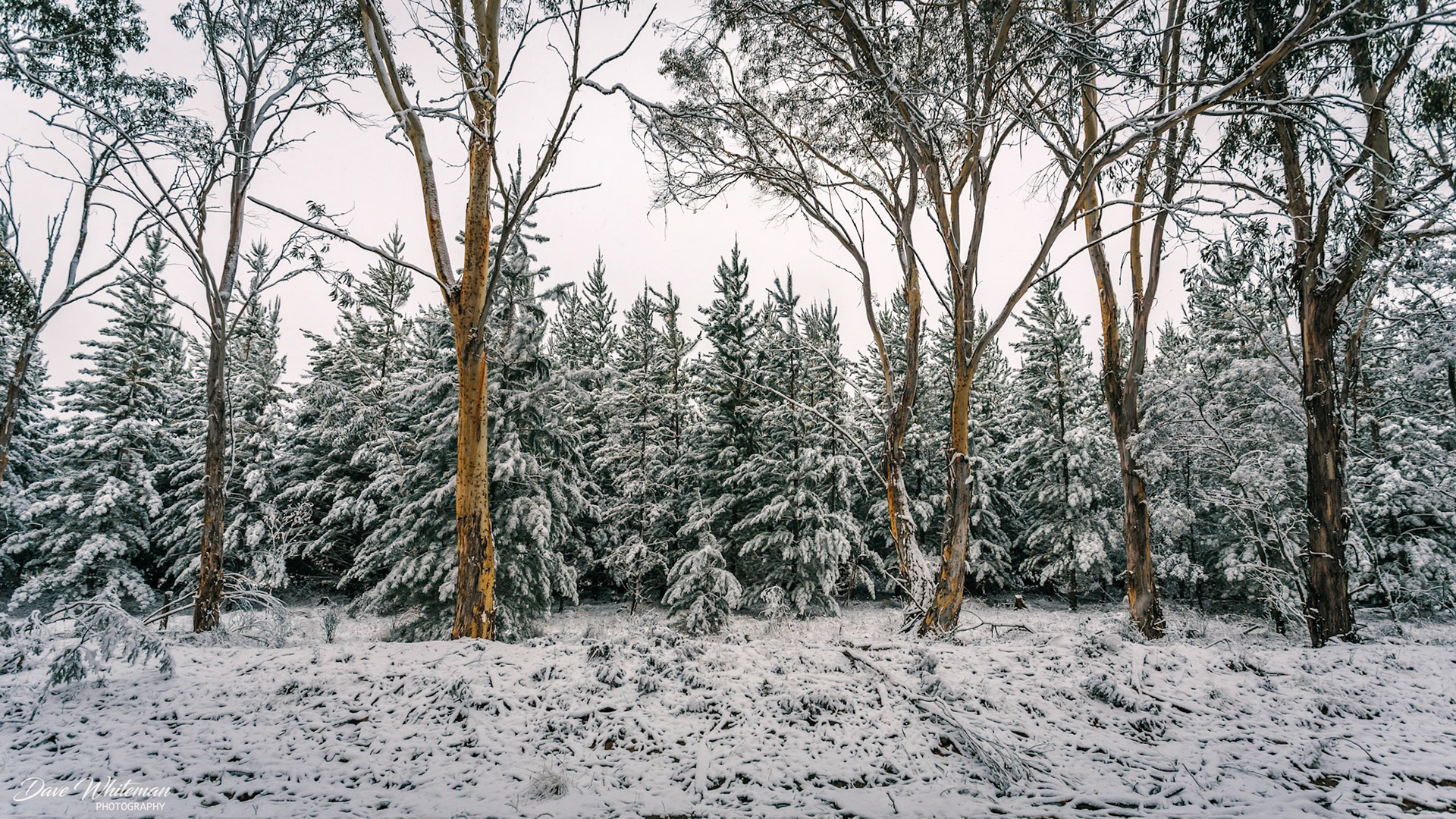 First snow of the season near Ginkin in the Central Tablelands of NSW.