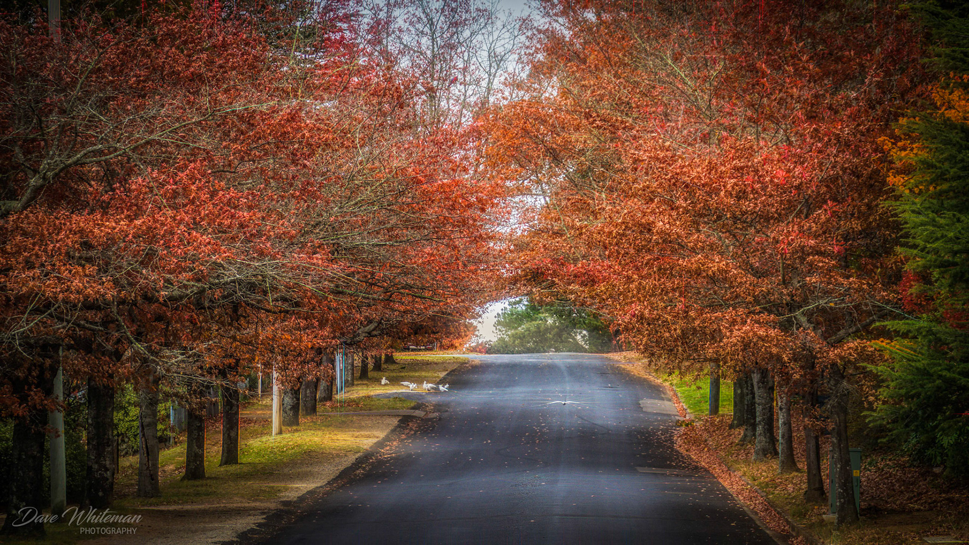 Autumn finally arrives in Clanwilliam Street, Blackheath.