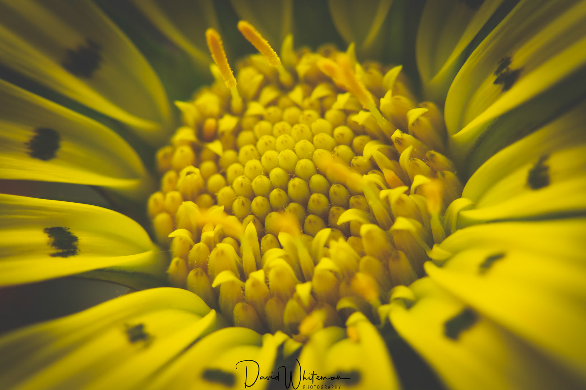 Monday Still Life - Gazania