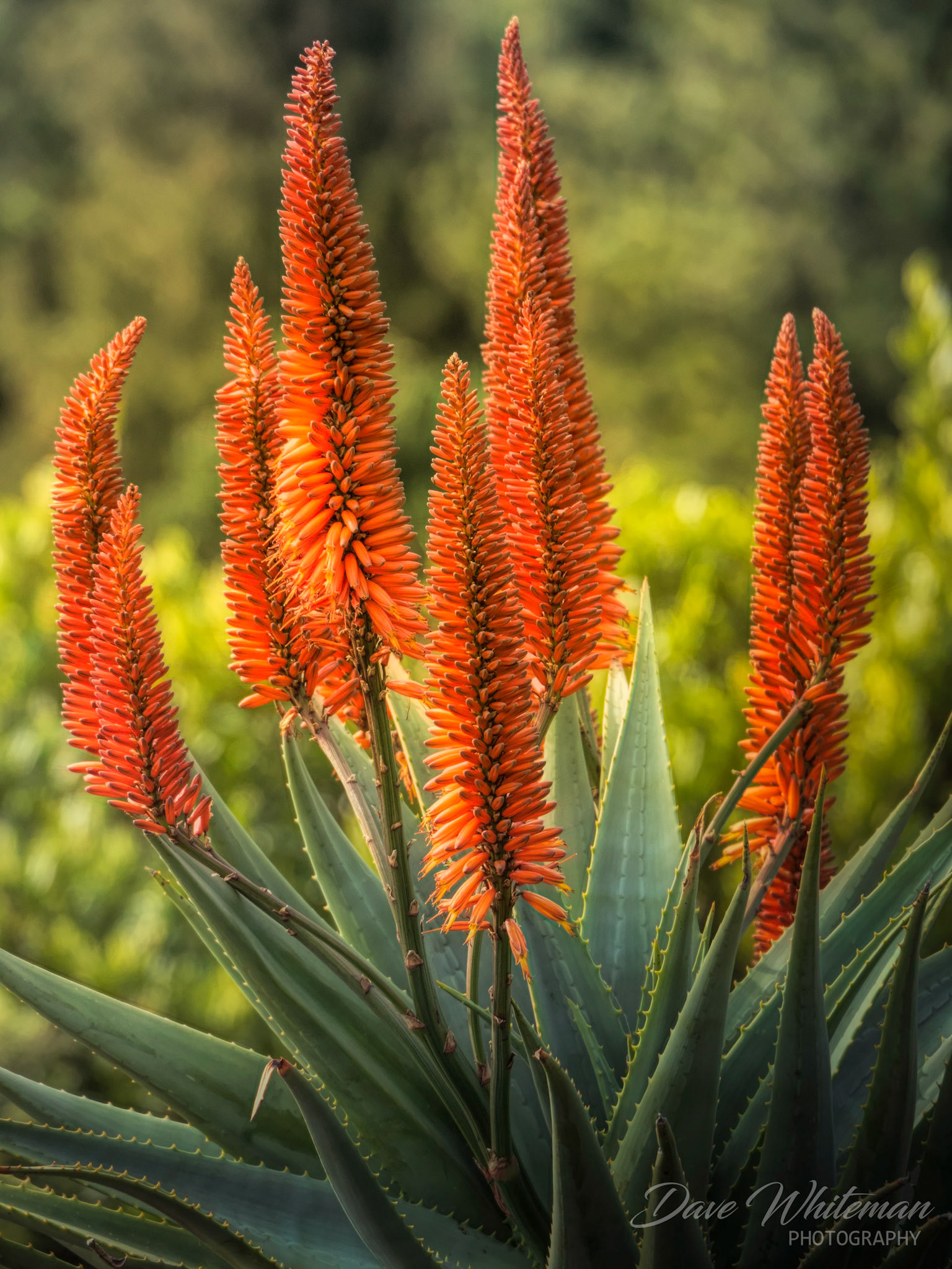 Barbados aloe, Aloe Vera at Mt Tomah Botanical Gardens