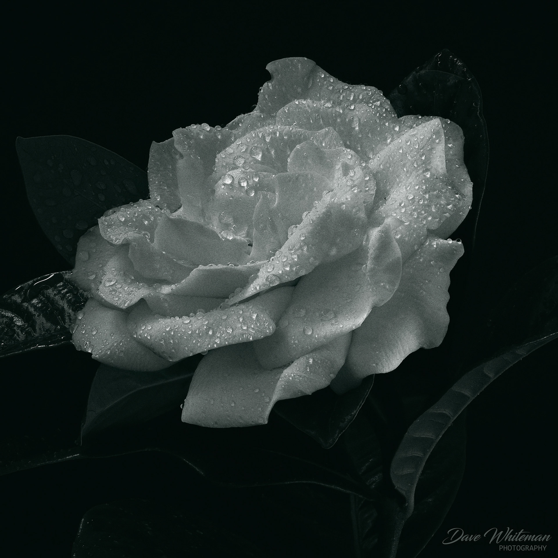 Gardenia from my garden for Vanessa. Hope you are feeling better.