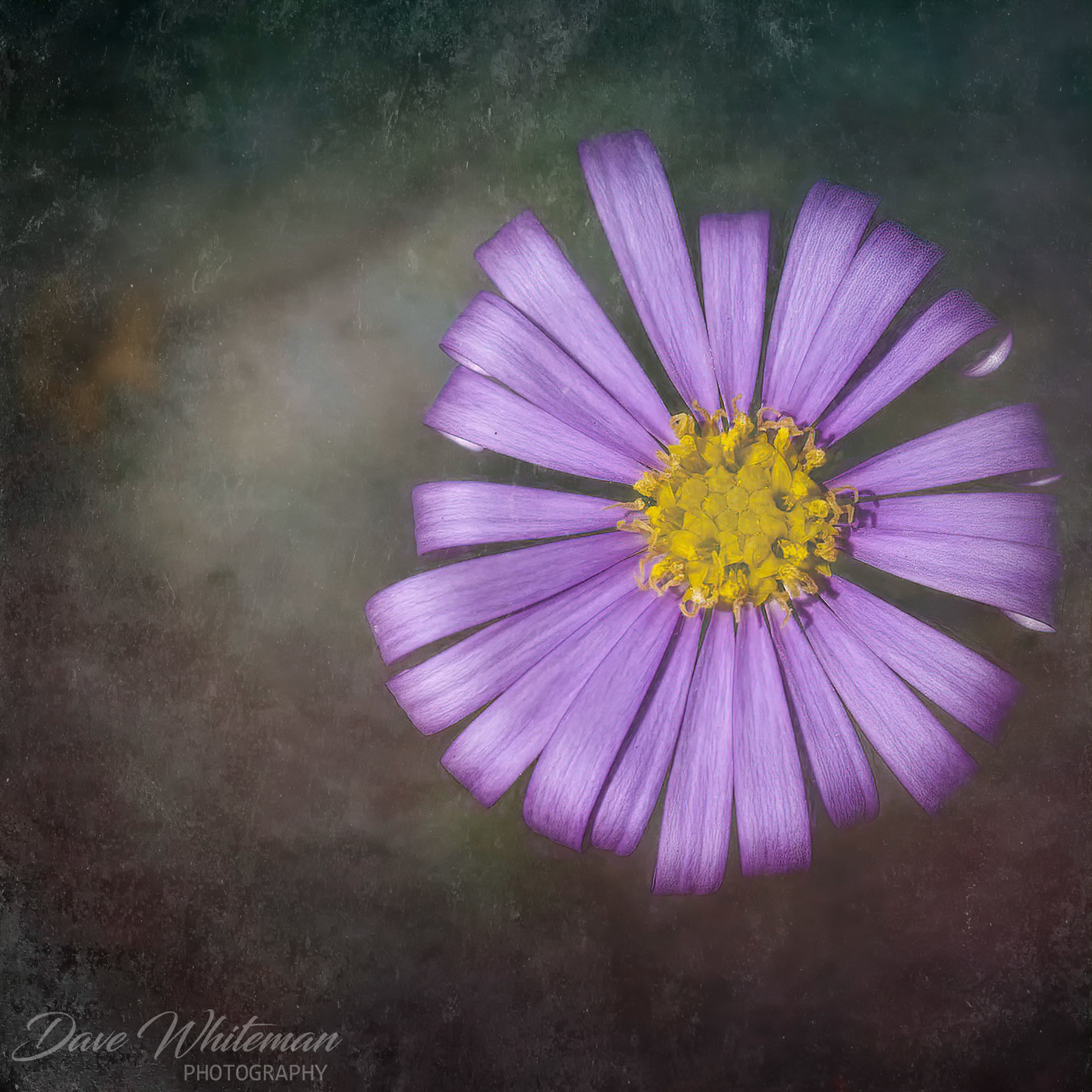 Brachyscome Miltifida or Break of Day Daisy.