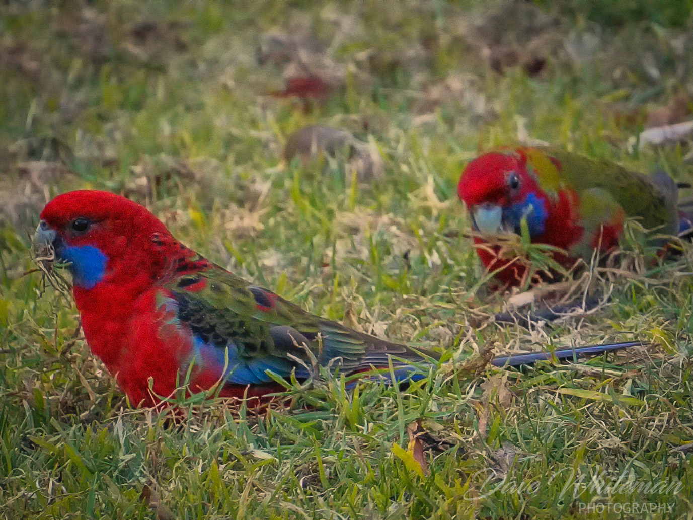 A pair of Crimson Rosellas scratching around in the grass lloking for food at Mt Tomah Botanical Gardens.