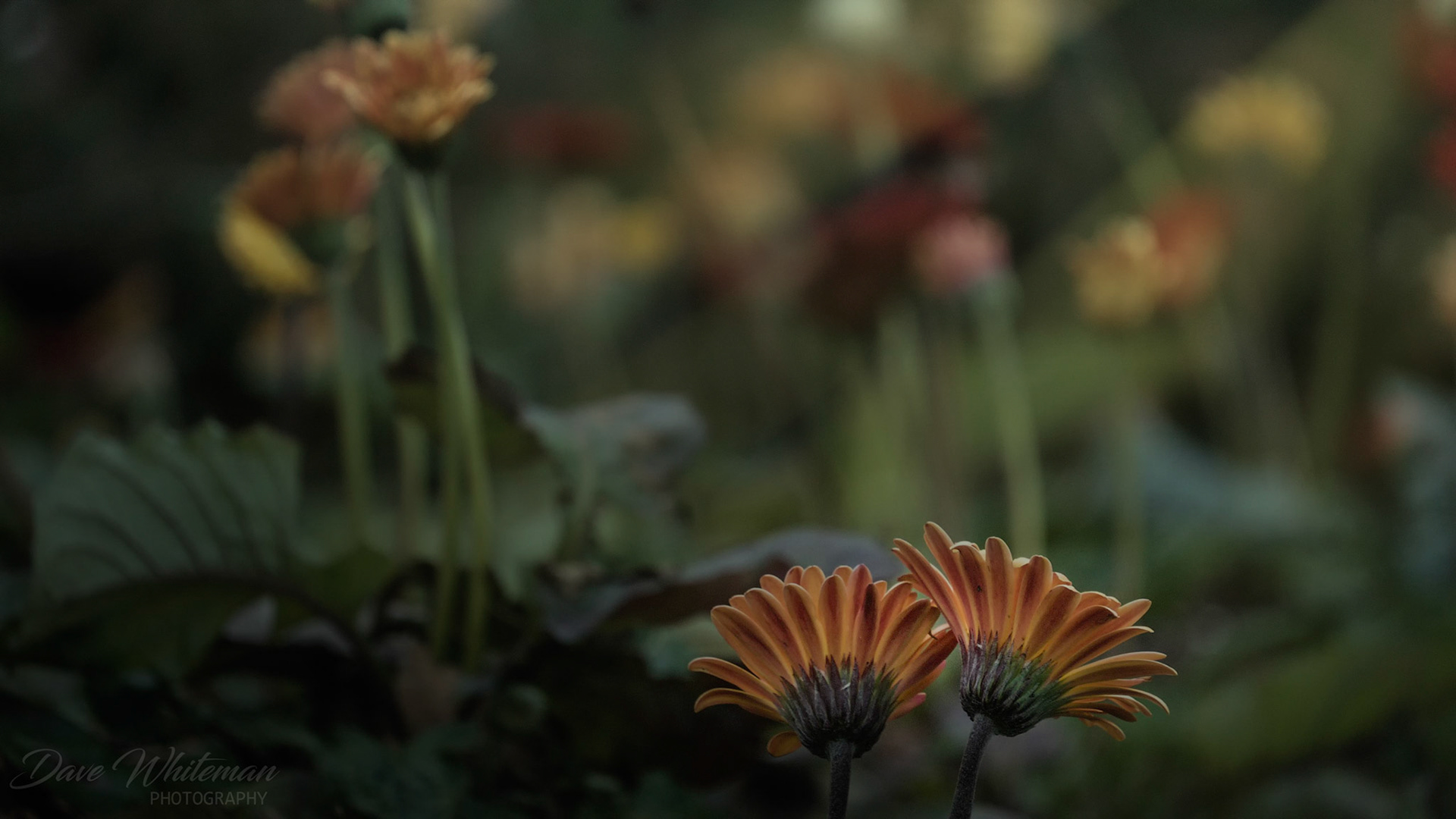 Gerberas in Mt Tomah Botanical Gardens.