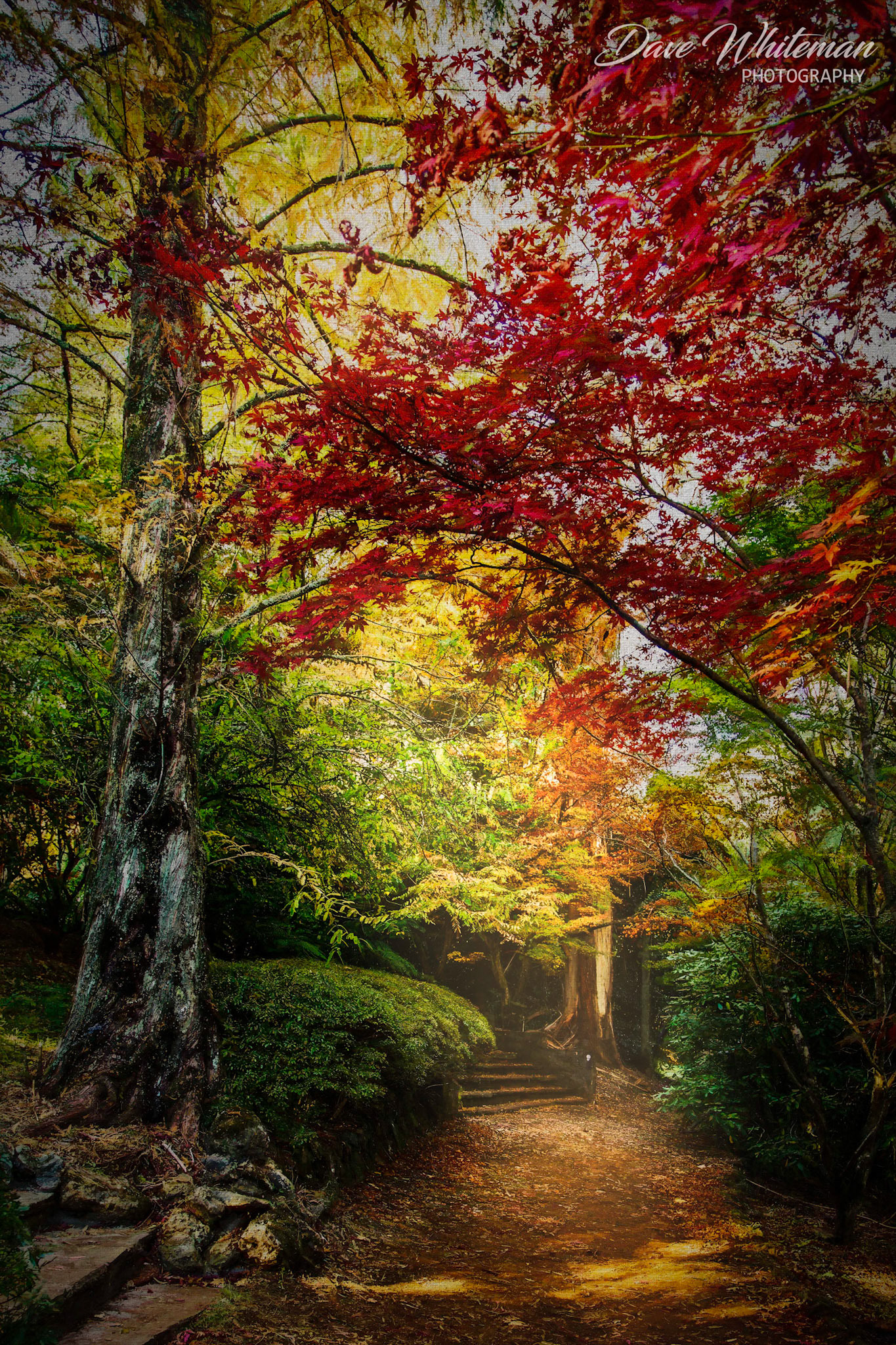 Autumn at the Acer Steps, Breenhold Gardens, Mt Wilson