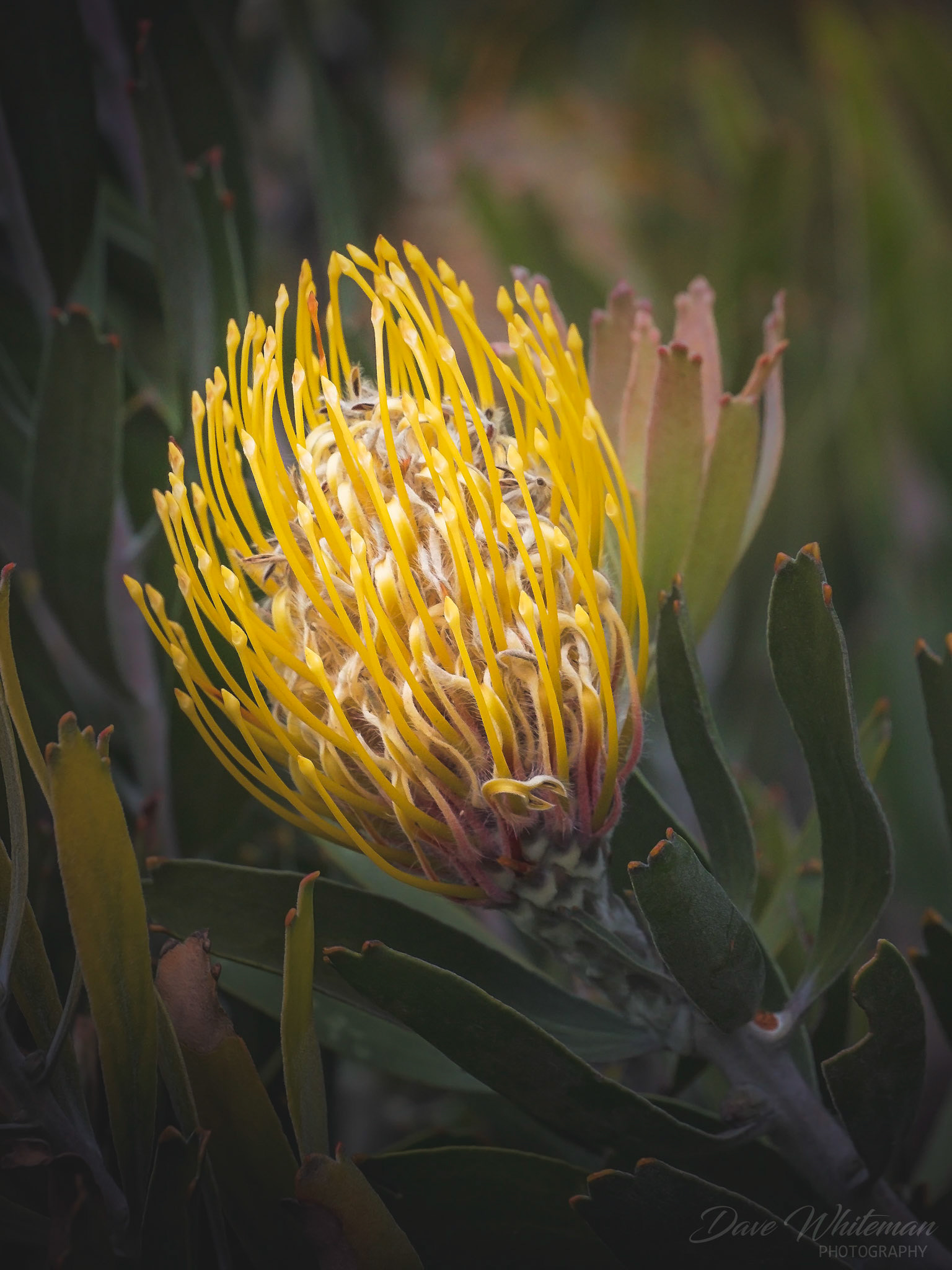 Yellow Pincushion Protea at Mt Tomah Botanical Gardens