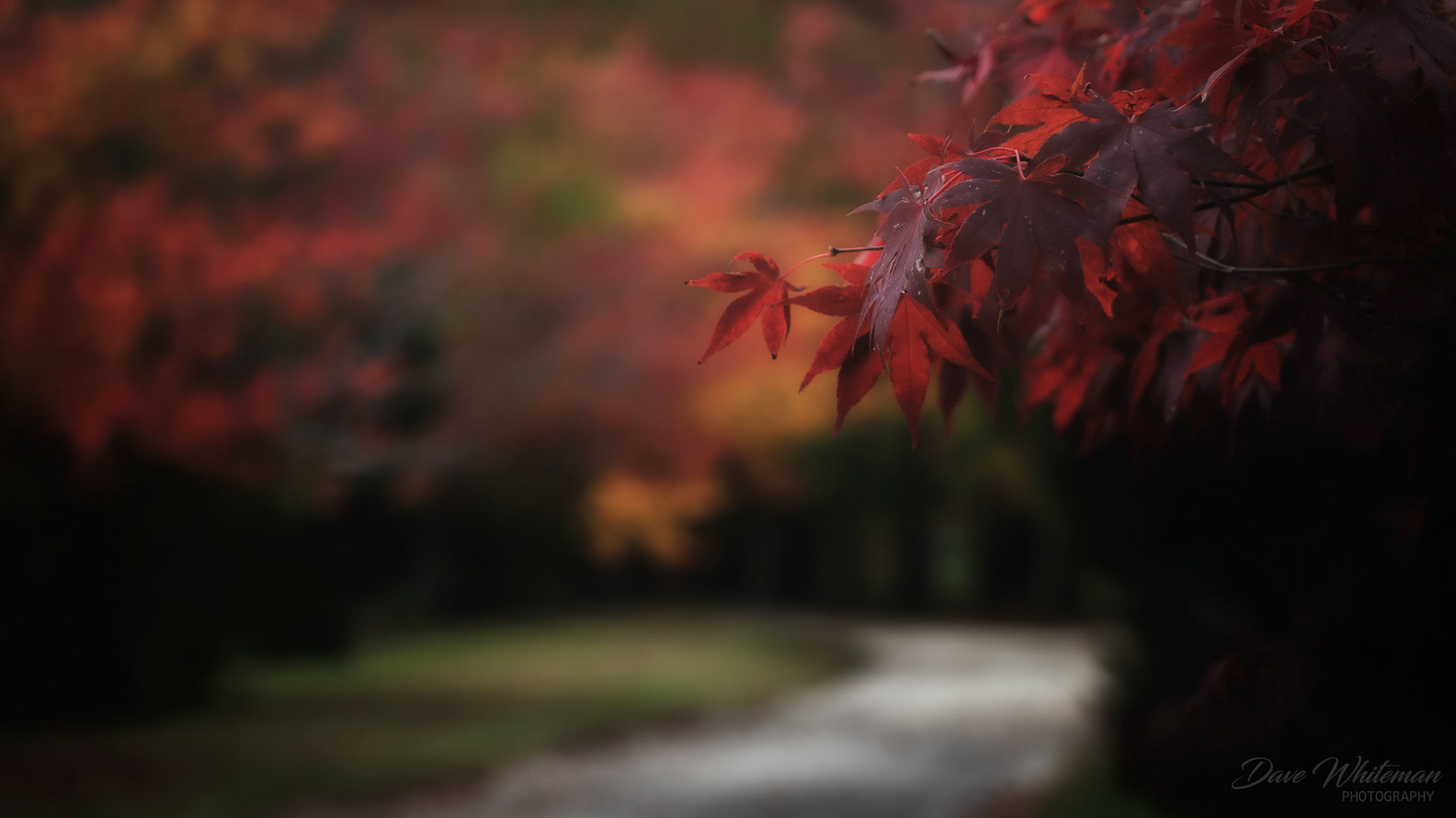 Japamese Maple in Autumn along Sams Way, Mountain Lagoon