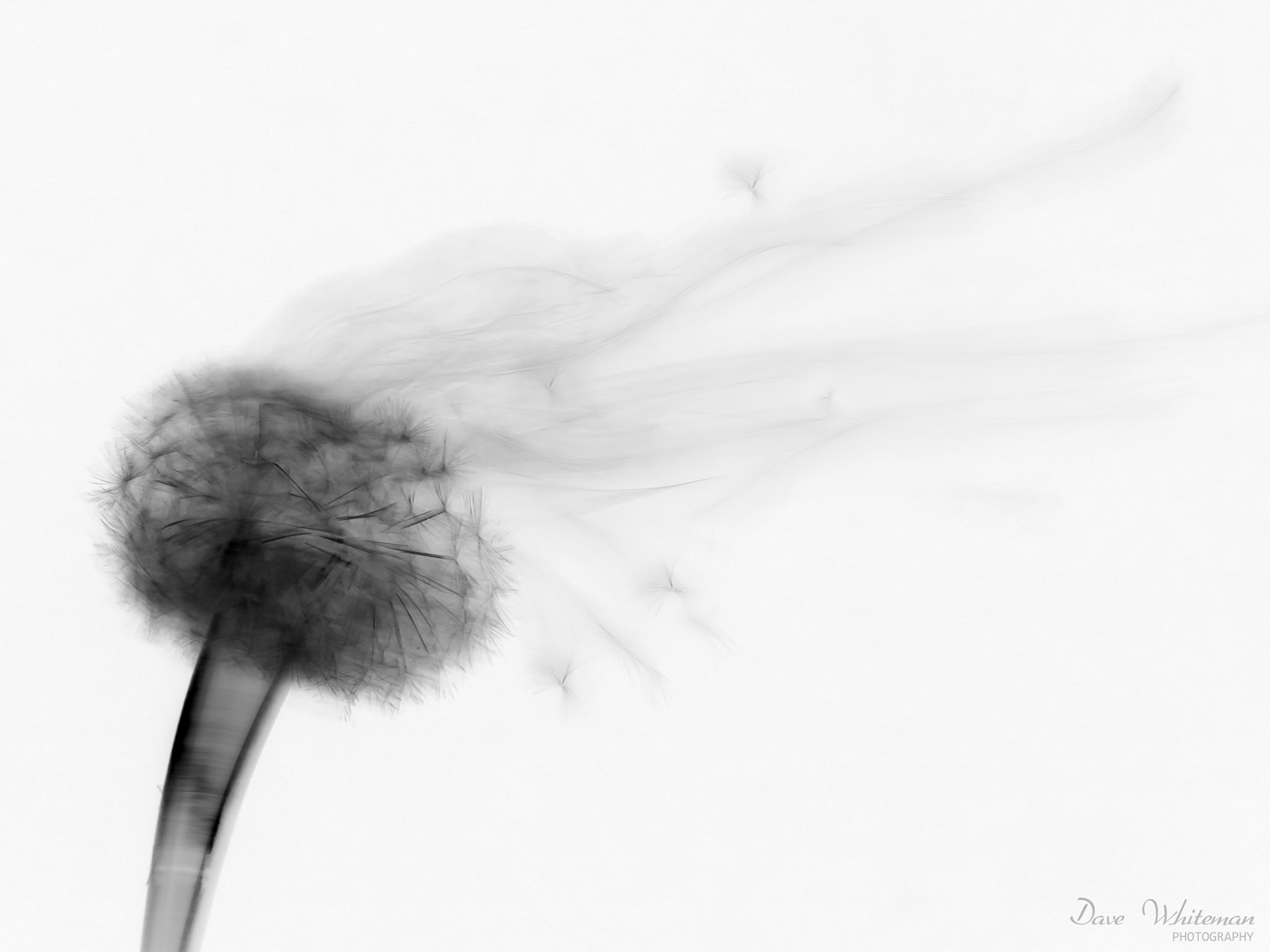 Dandelion under etxreme stress