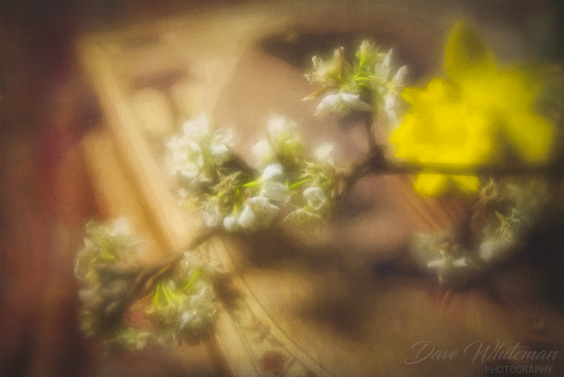 Apple Blossoms and Daffodils