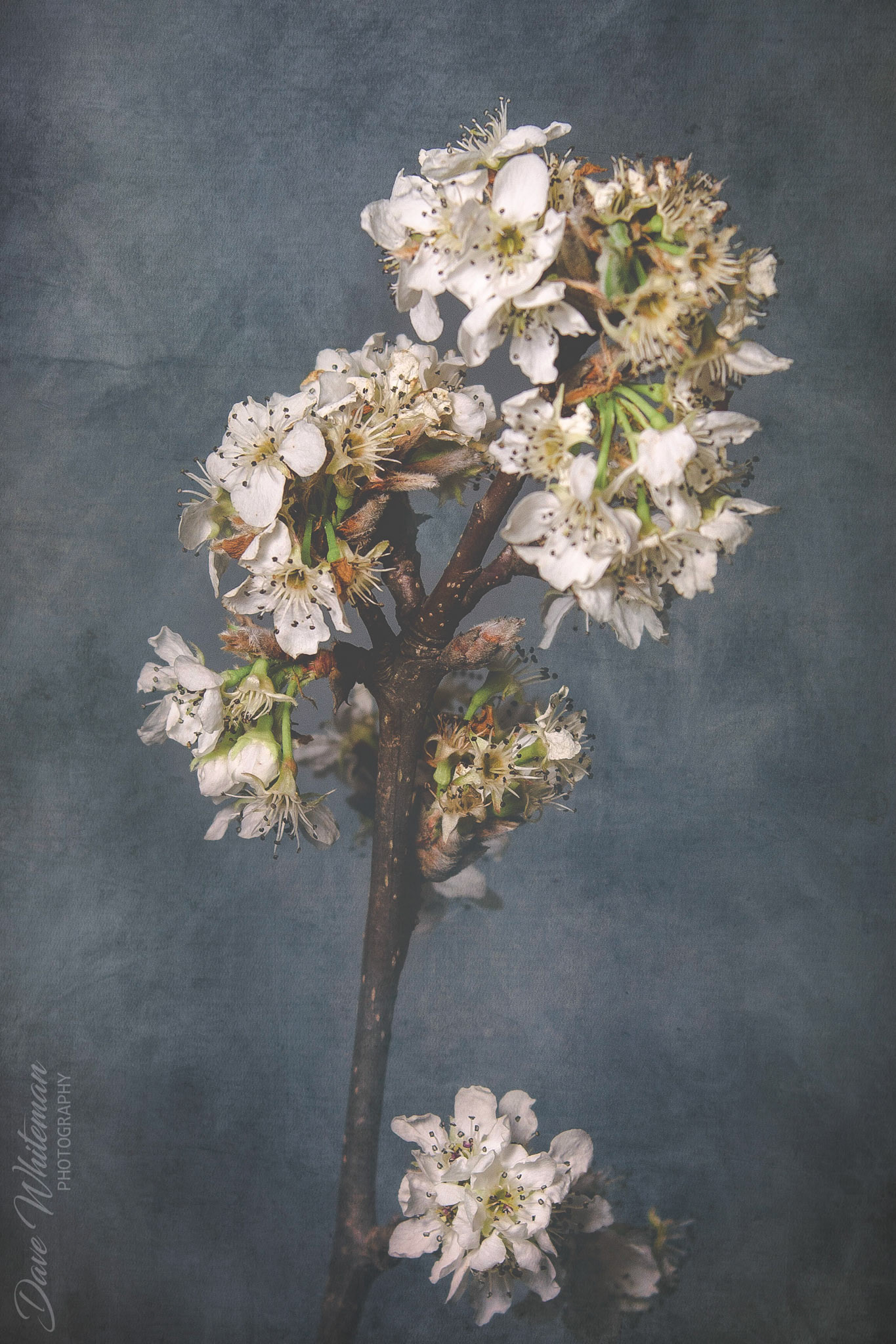 Wild apple trees blossom in early Spring