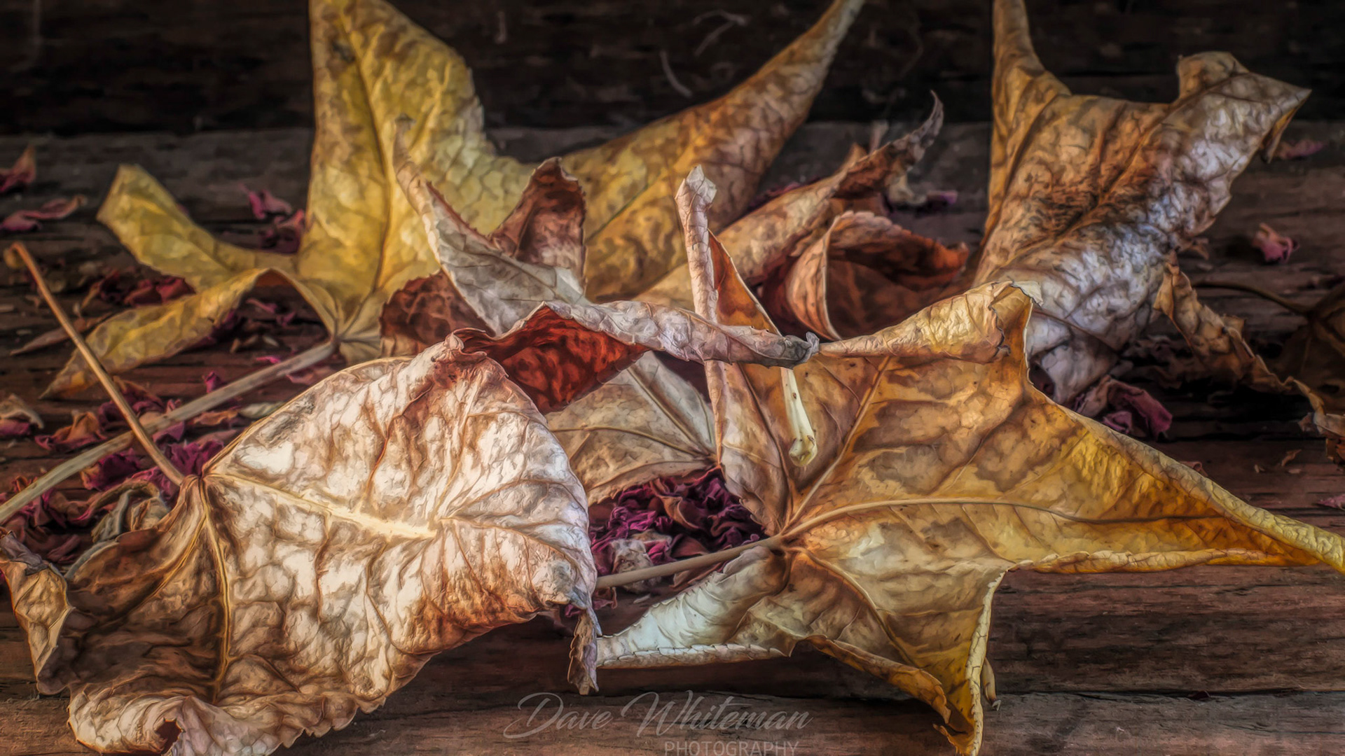 The Summer heat has encouraged the Liquidamber to shed some early leaves while waiting for the cool of Autumn in Australia.