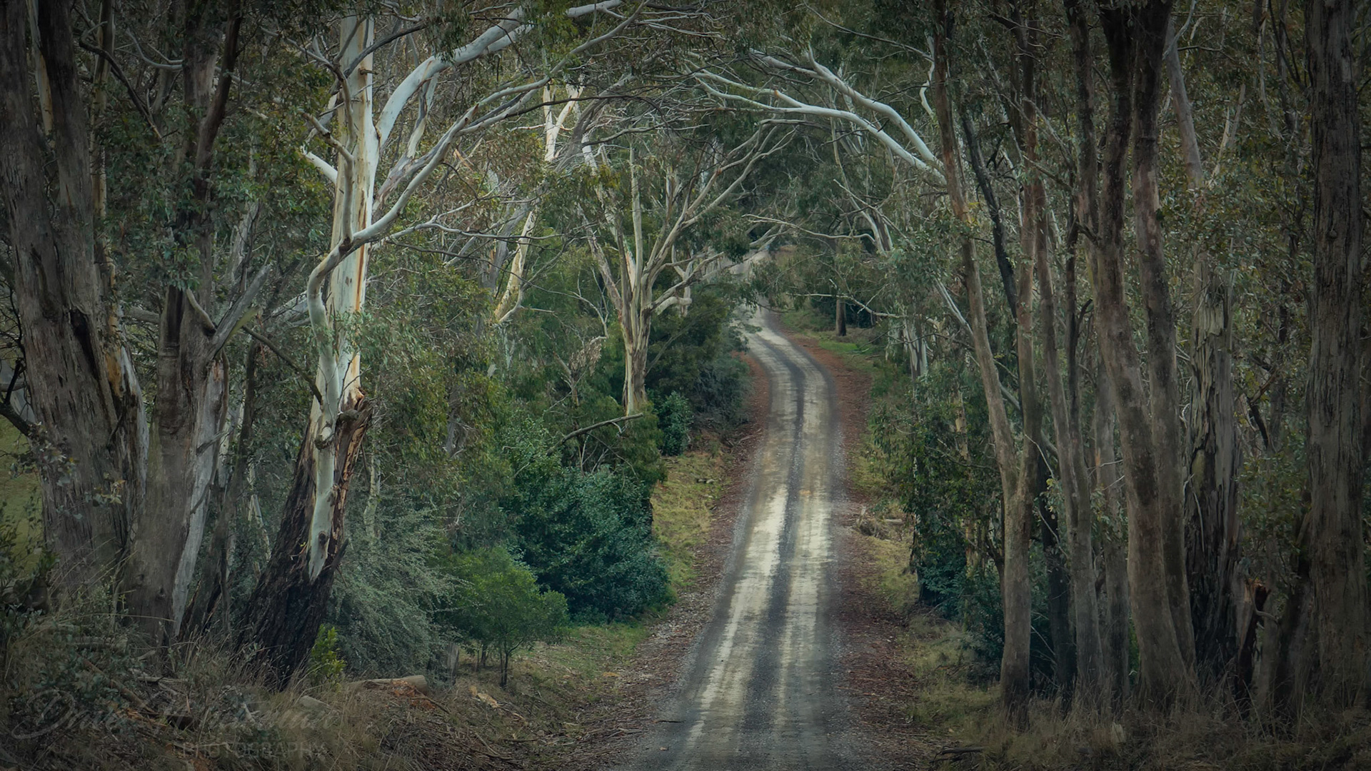 Bush track near Mozart in the Central Tablelands of NSW