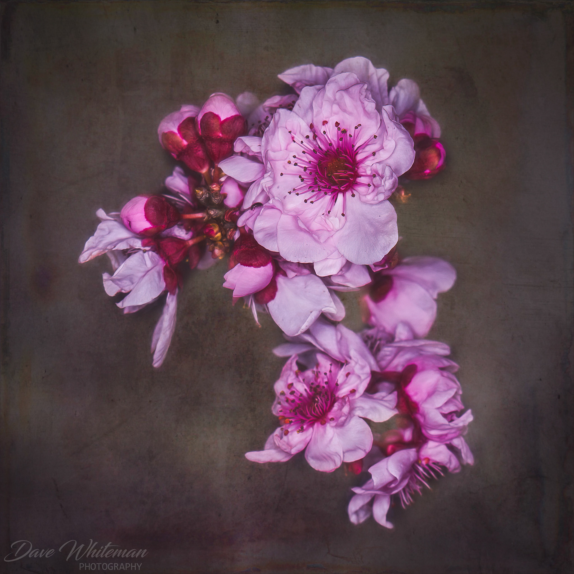 In remembrance of Ivy. The Cherry Blossom still grows where she planted it.