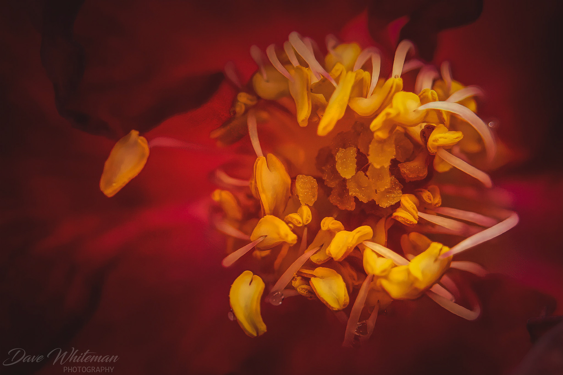 Ivy's Rose first bloom of Spring.