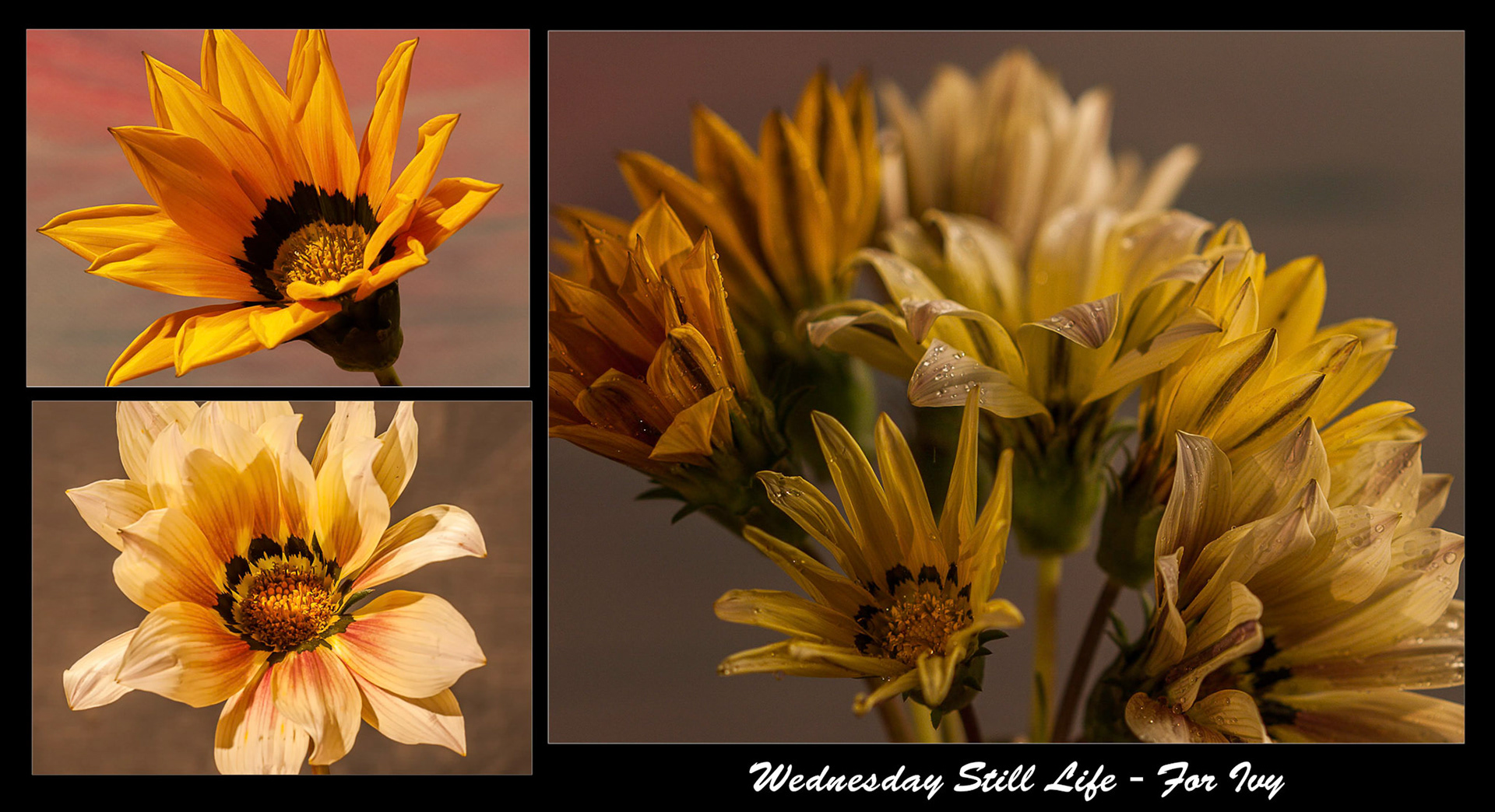 Flowers from Ivy's garden...