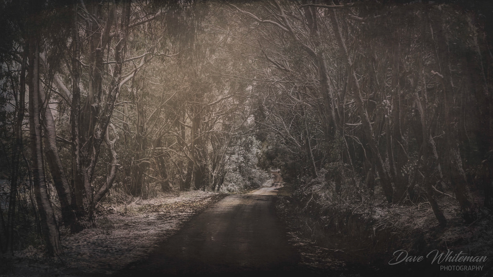 Bush Track in the Australian Winter