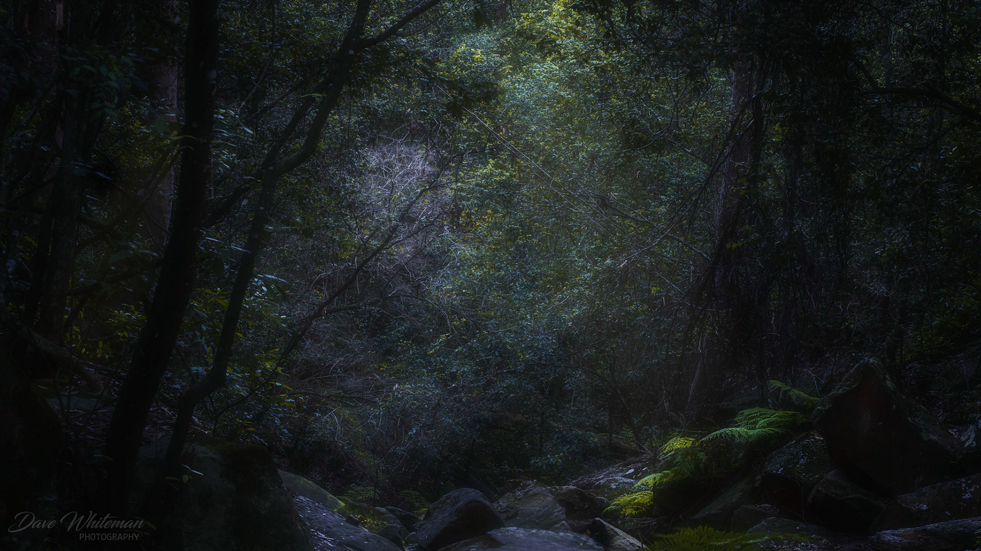 Late afternoon in Winter at Lapstone Creek.