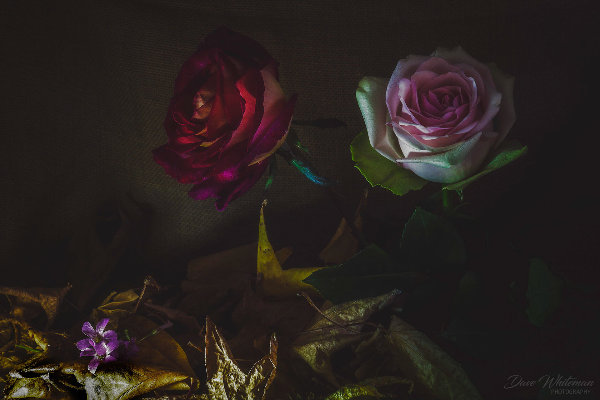 The last roses from my garden before Winter.