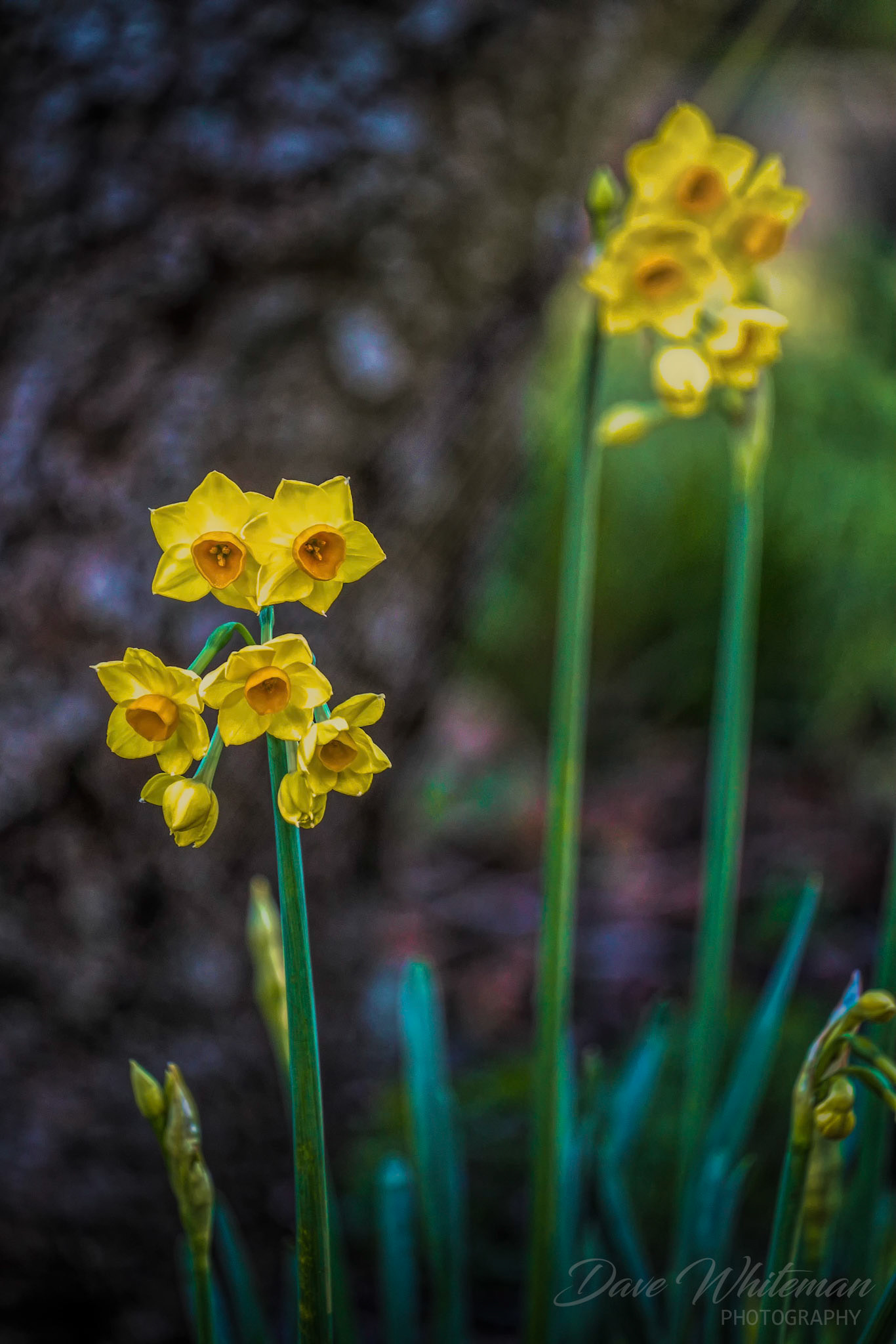 Jonquils dancing in the late afternoon sunlight of Winter in the Mountains.