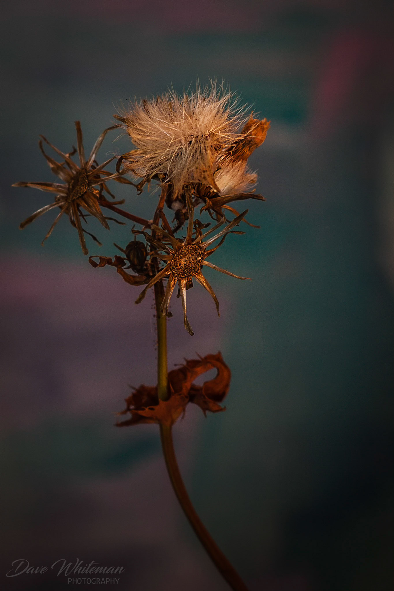 Dandelion in decay.