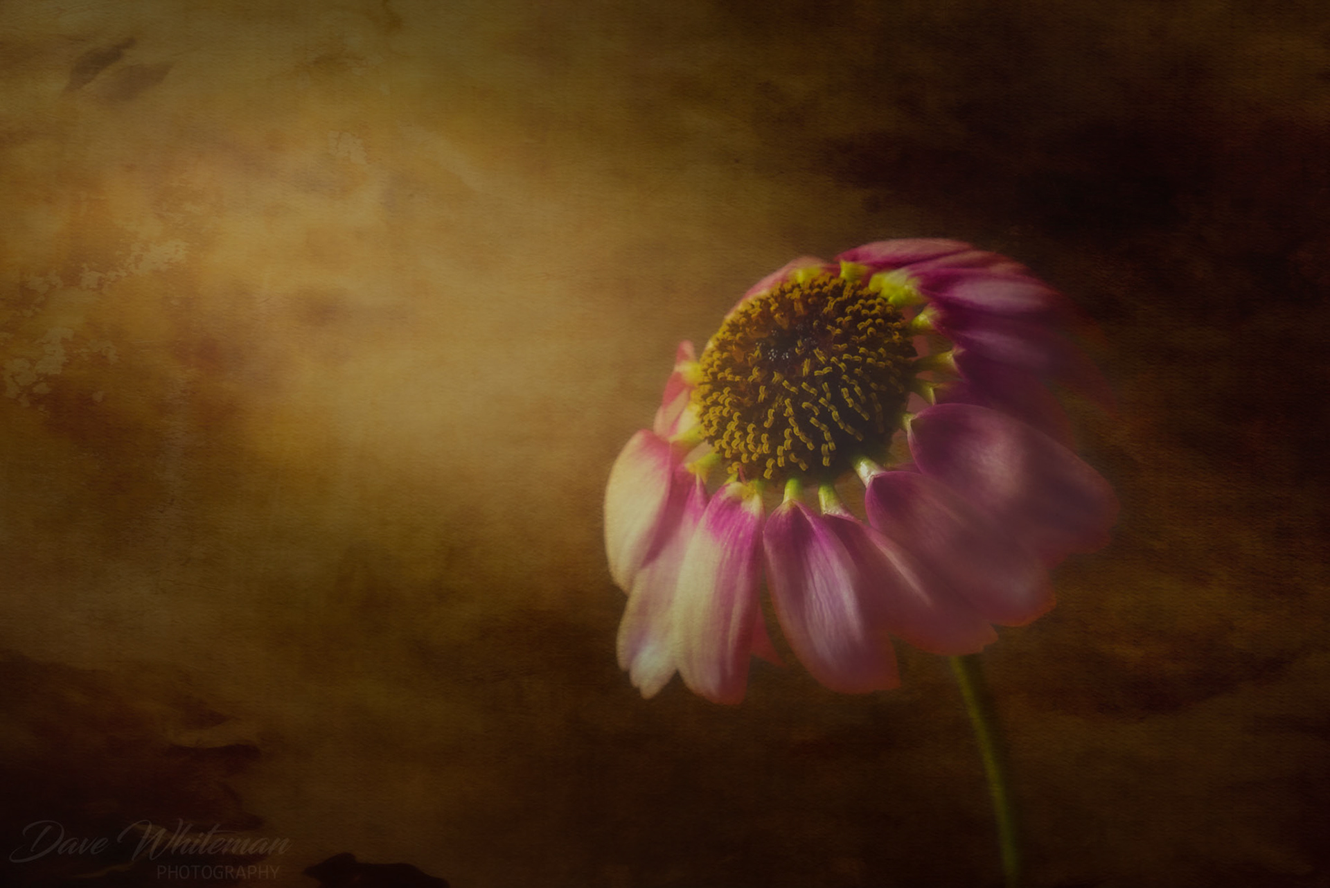 Daisy catching the morning sun in Winter.