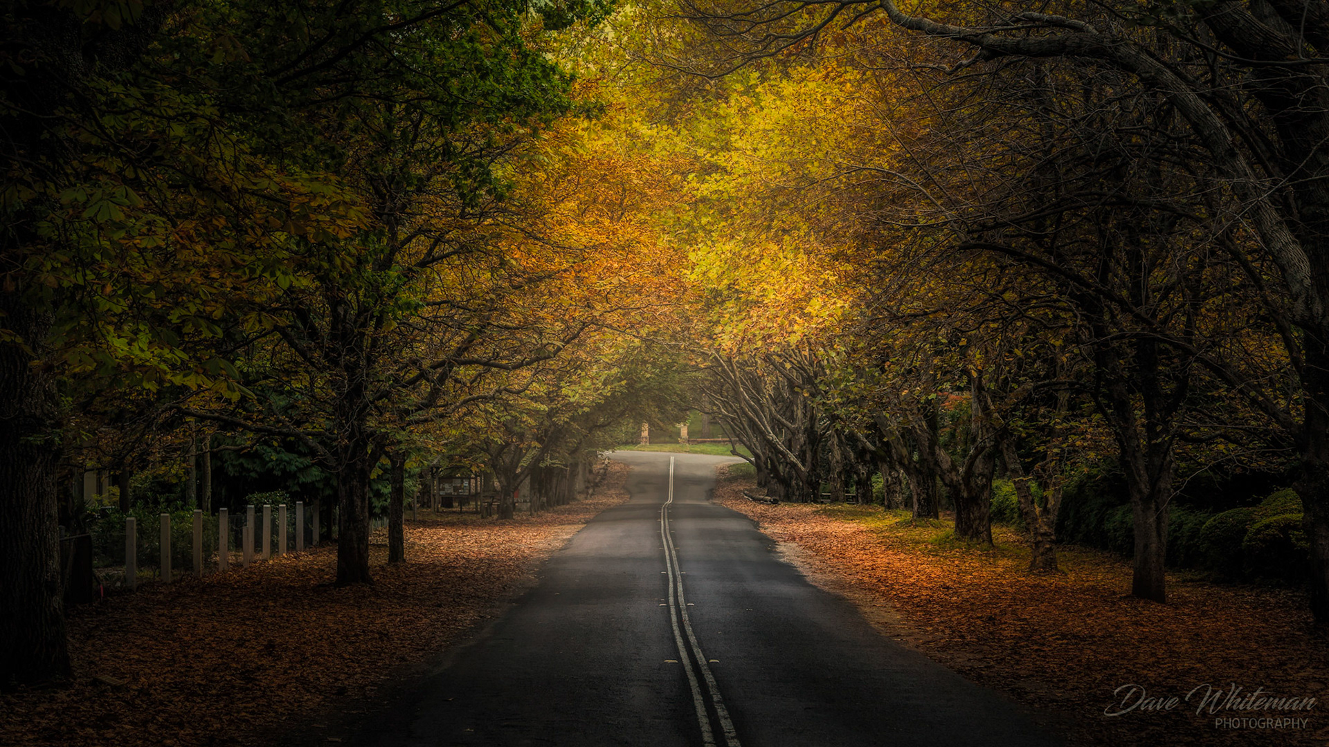 The Avenue Mt Wilson in Autumn