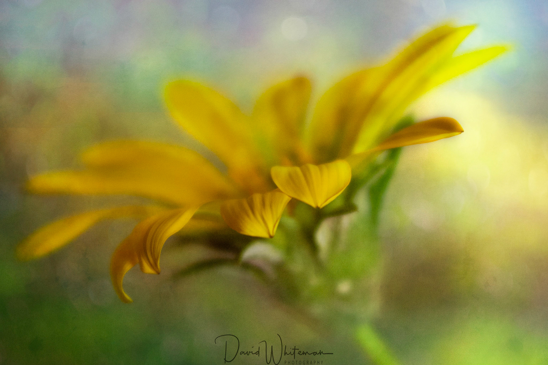 Gazania from my garden.