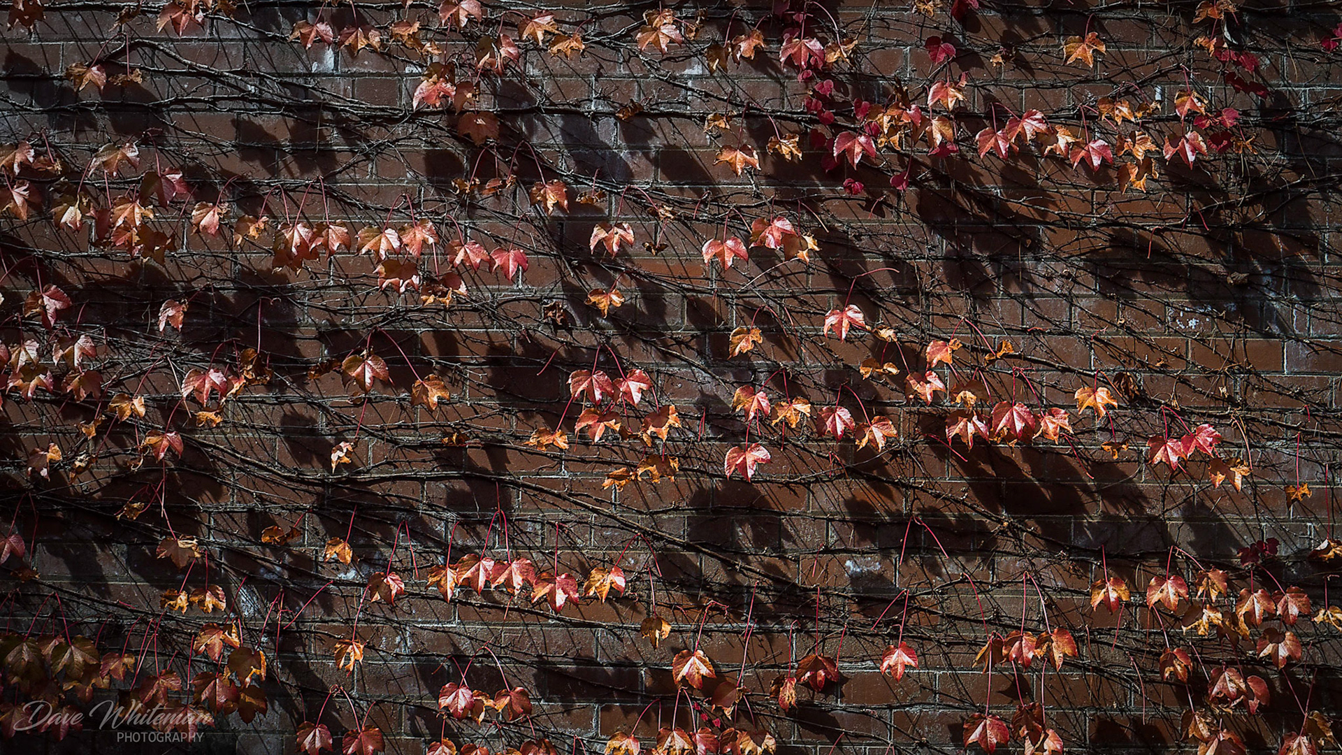 Socrates Garden Breenhold Gardens Mt Wilson