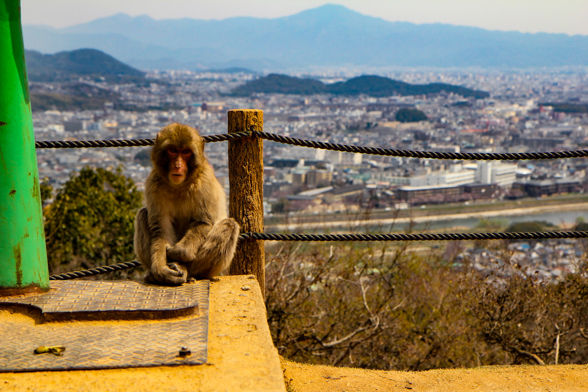 Monkey Park - Kyoto, Japan