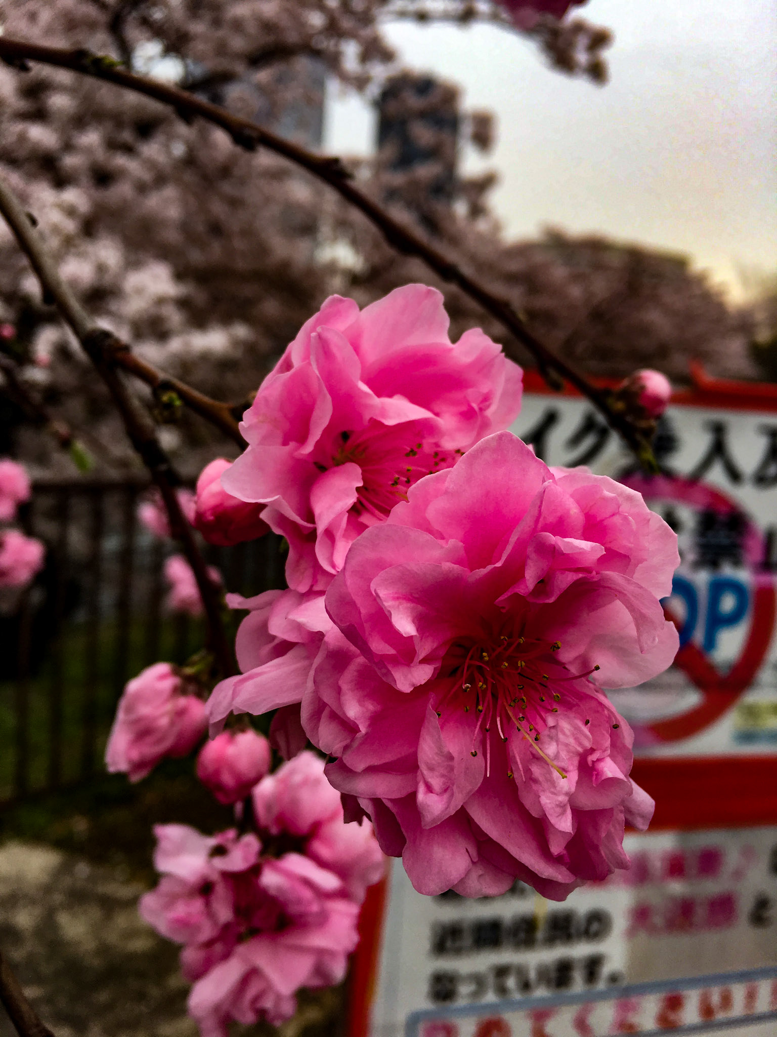 Cherry Blossom Bloom - Kyoto, Japan