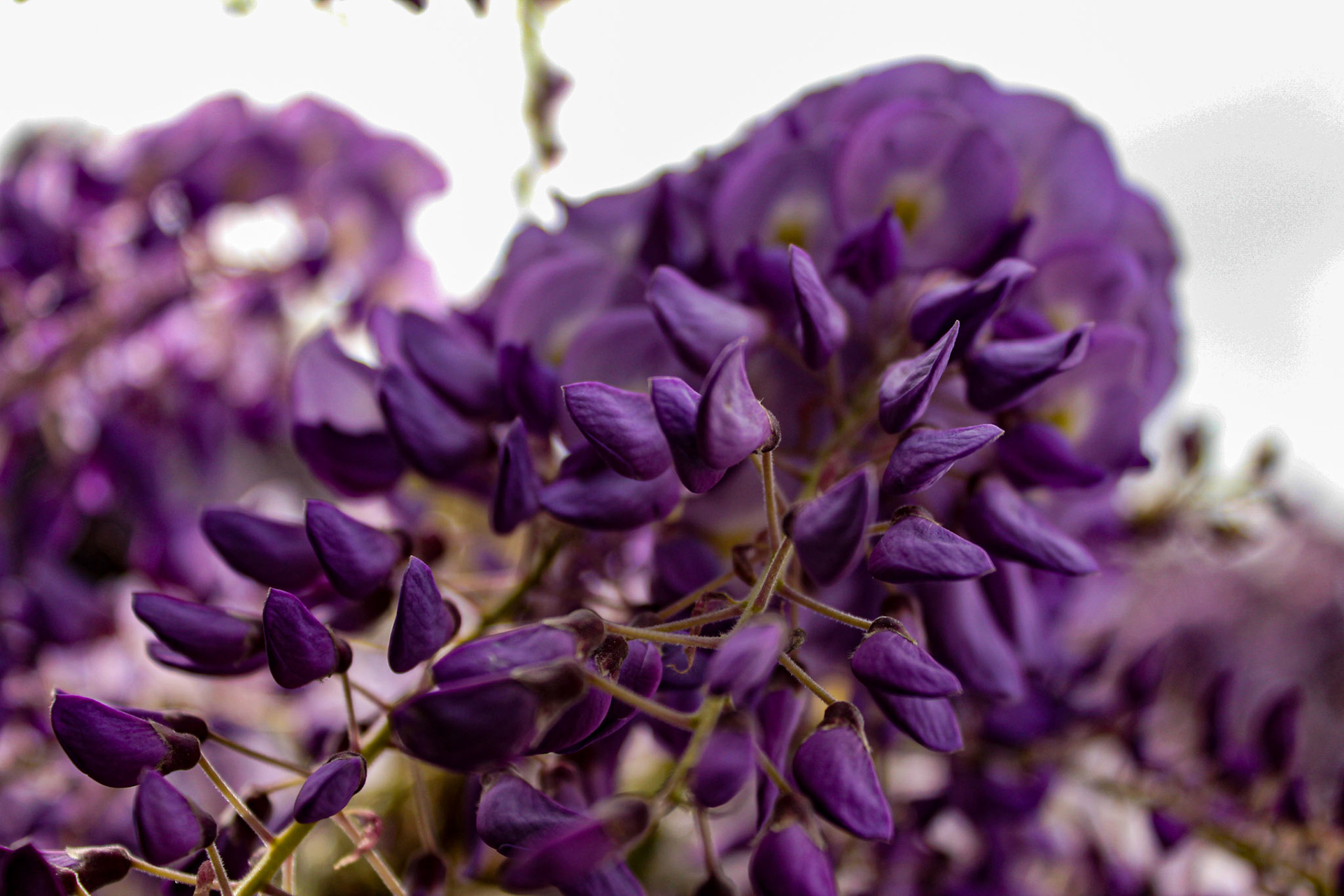 Hanging Flowers - Rome, Italy