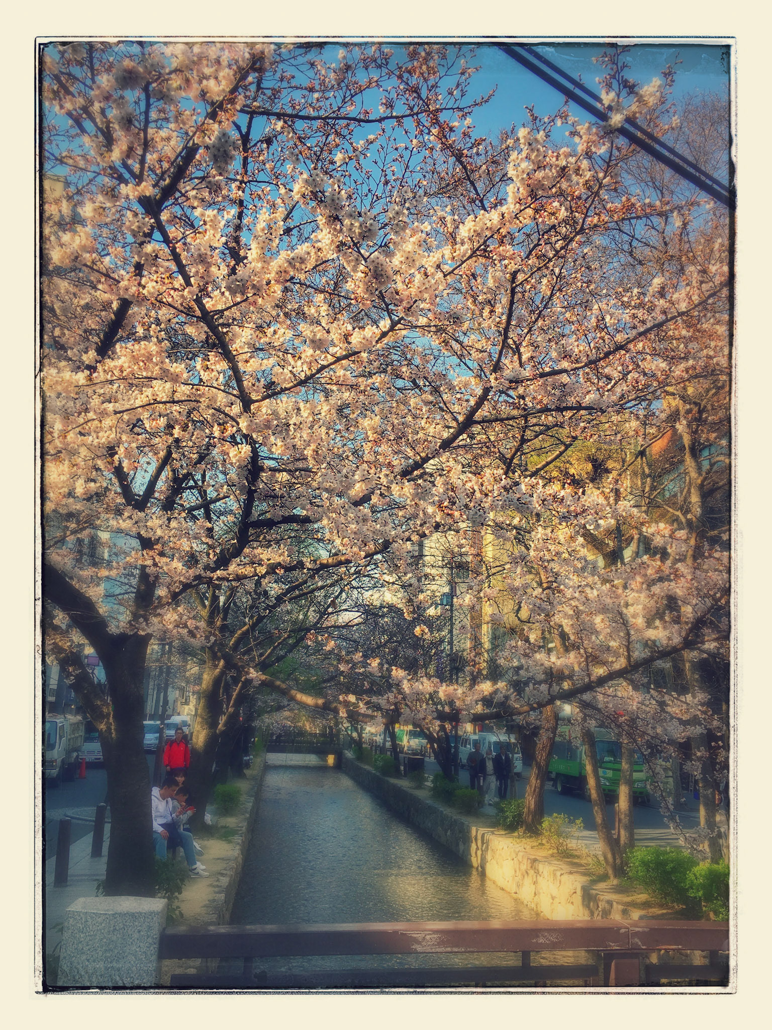 Cherry Blossoms - Kyoto, Japan