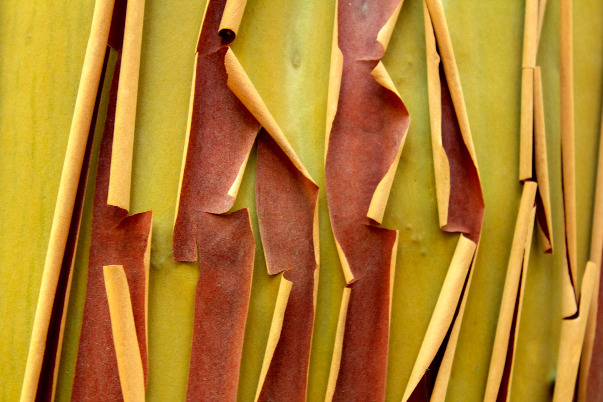 Peeling Bark