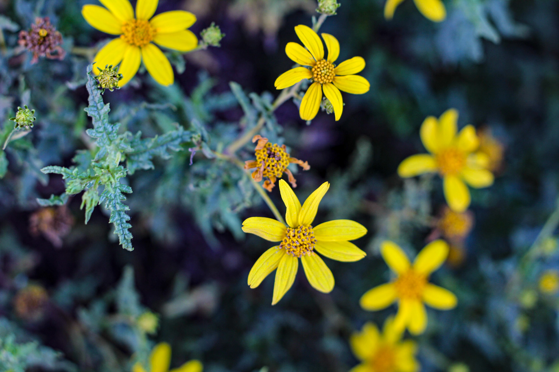 Wild Flowers - Mission Trails SD