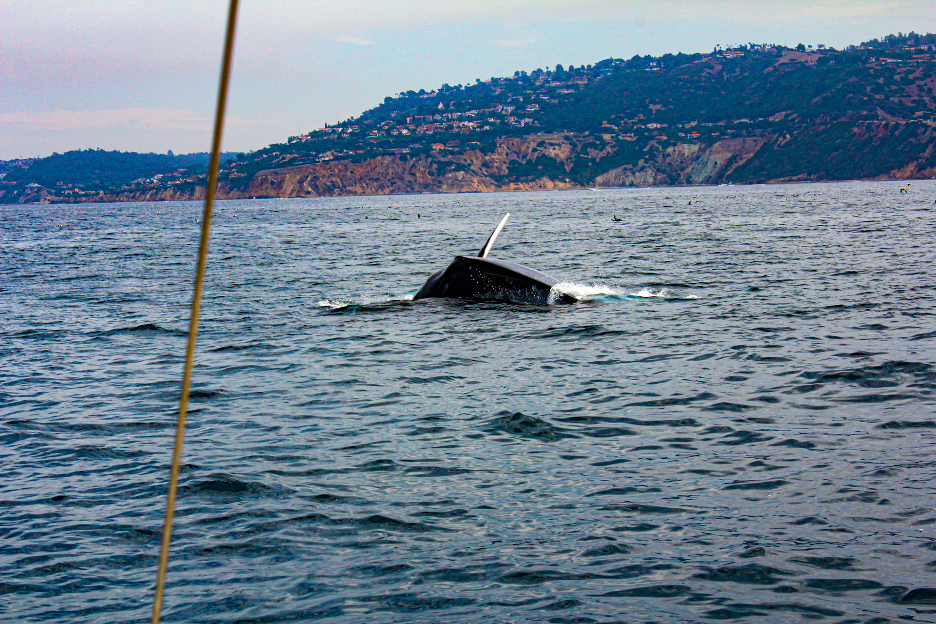 Grey Whale on the Sail to Catalina