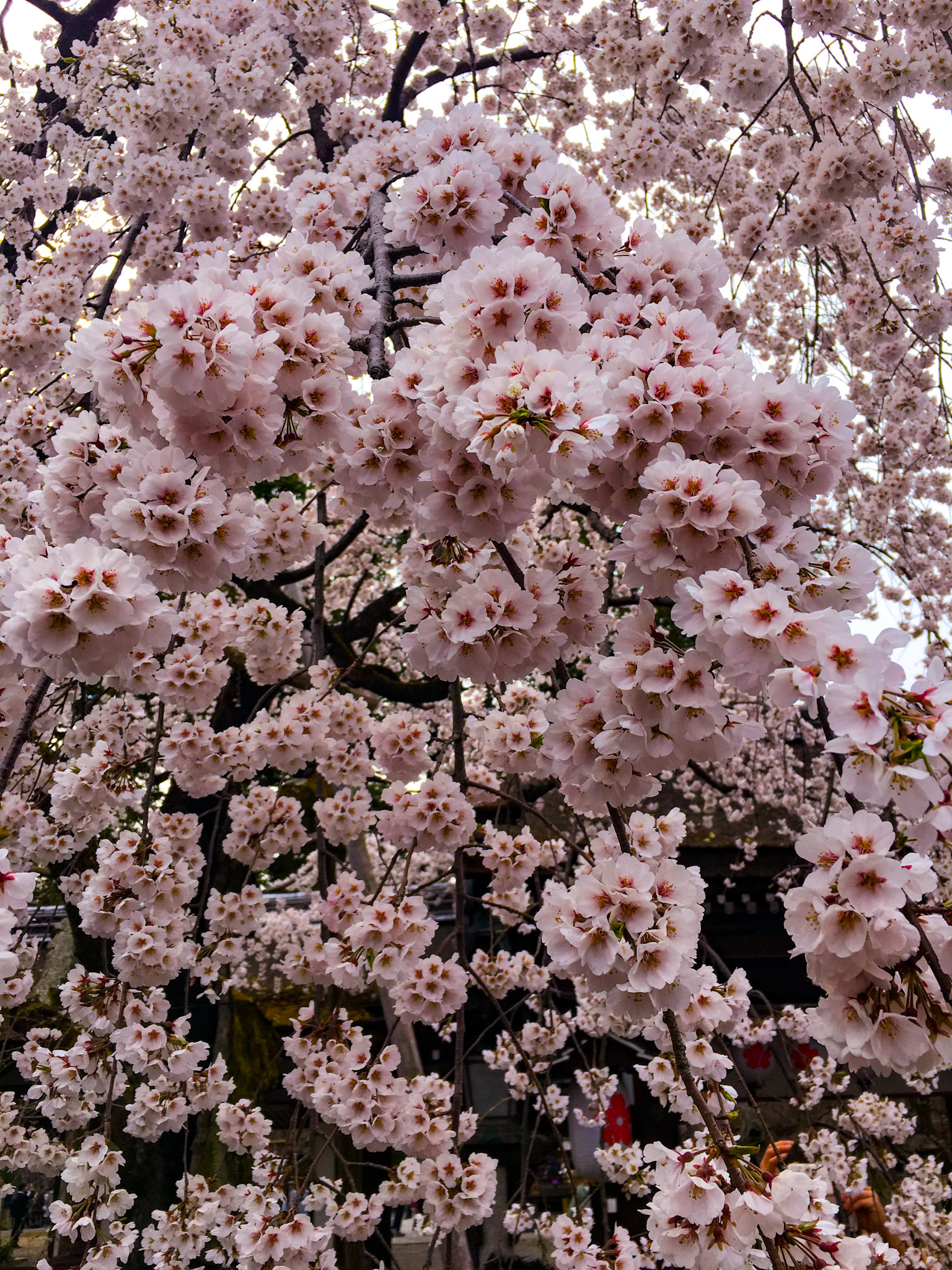Cherry Blossom Bloom - Kyoto, Japan