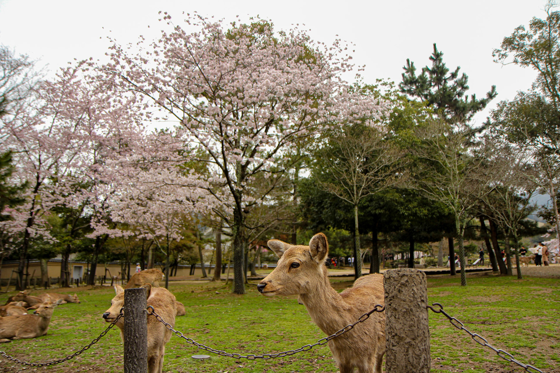 Deer of Nara - Nara, Japan