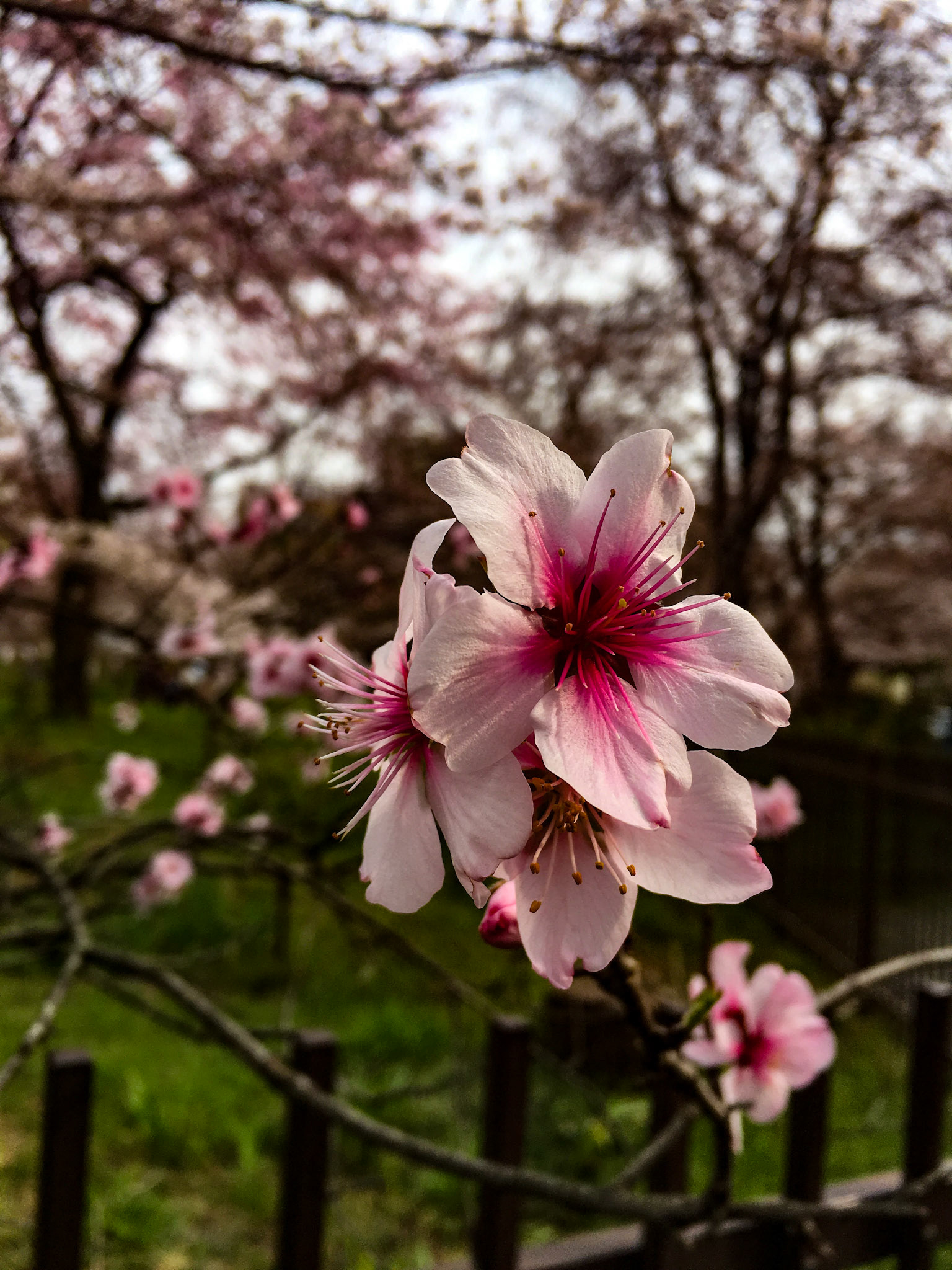 Cherry Blossom Bloom - Kyoto, Japan
