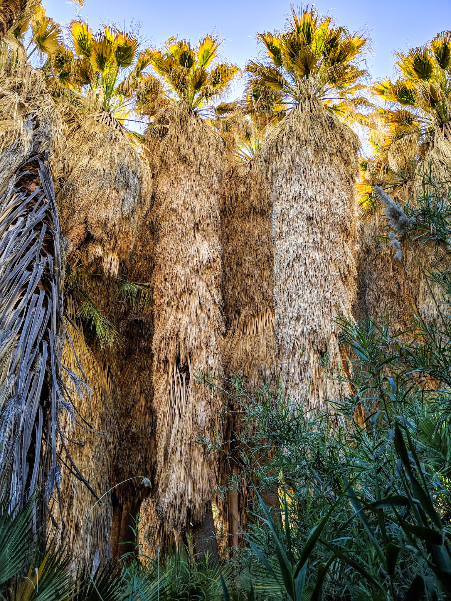 Palm Tree Oasis - Anza Borrego, CA