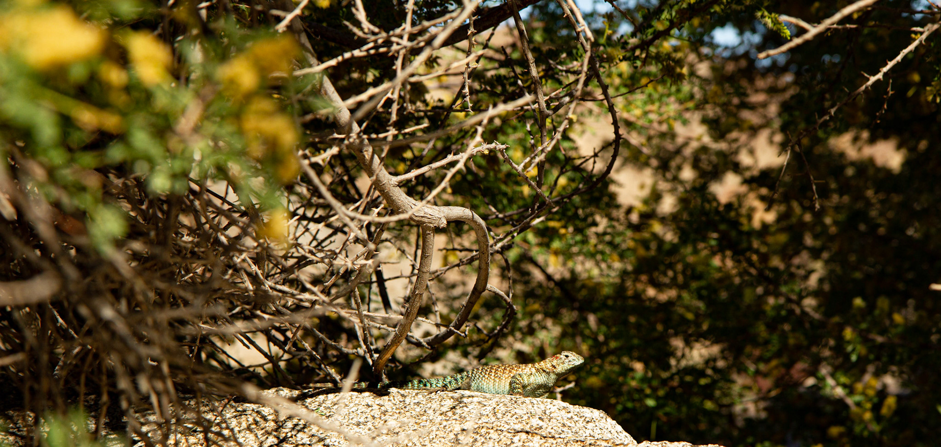 Random Lizard - Anza Borrego, CA