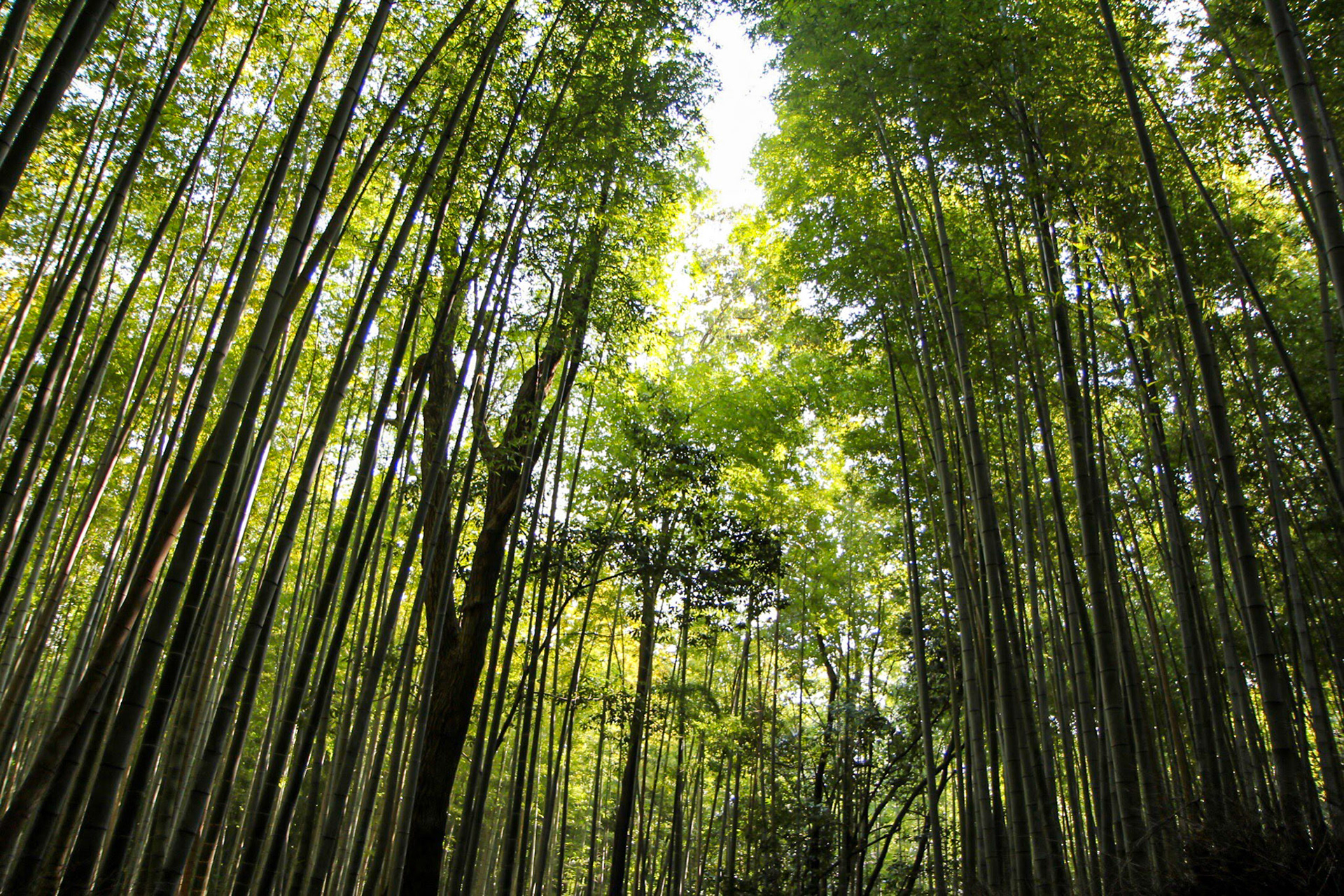 Arashiyama Bamboo Grove - Kyoto, Japan