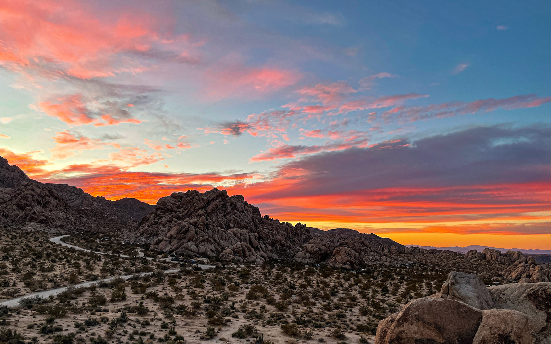 JOSHUA TREE