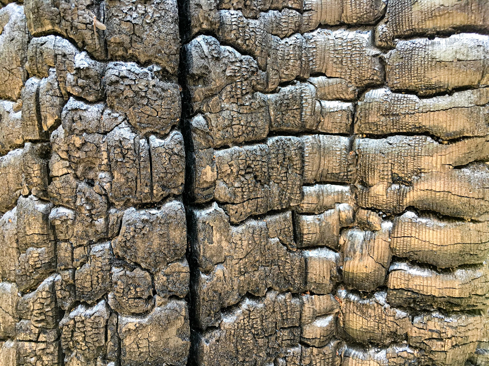Burnt Redwood