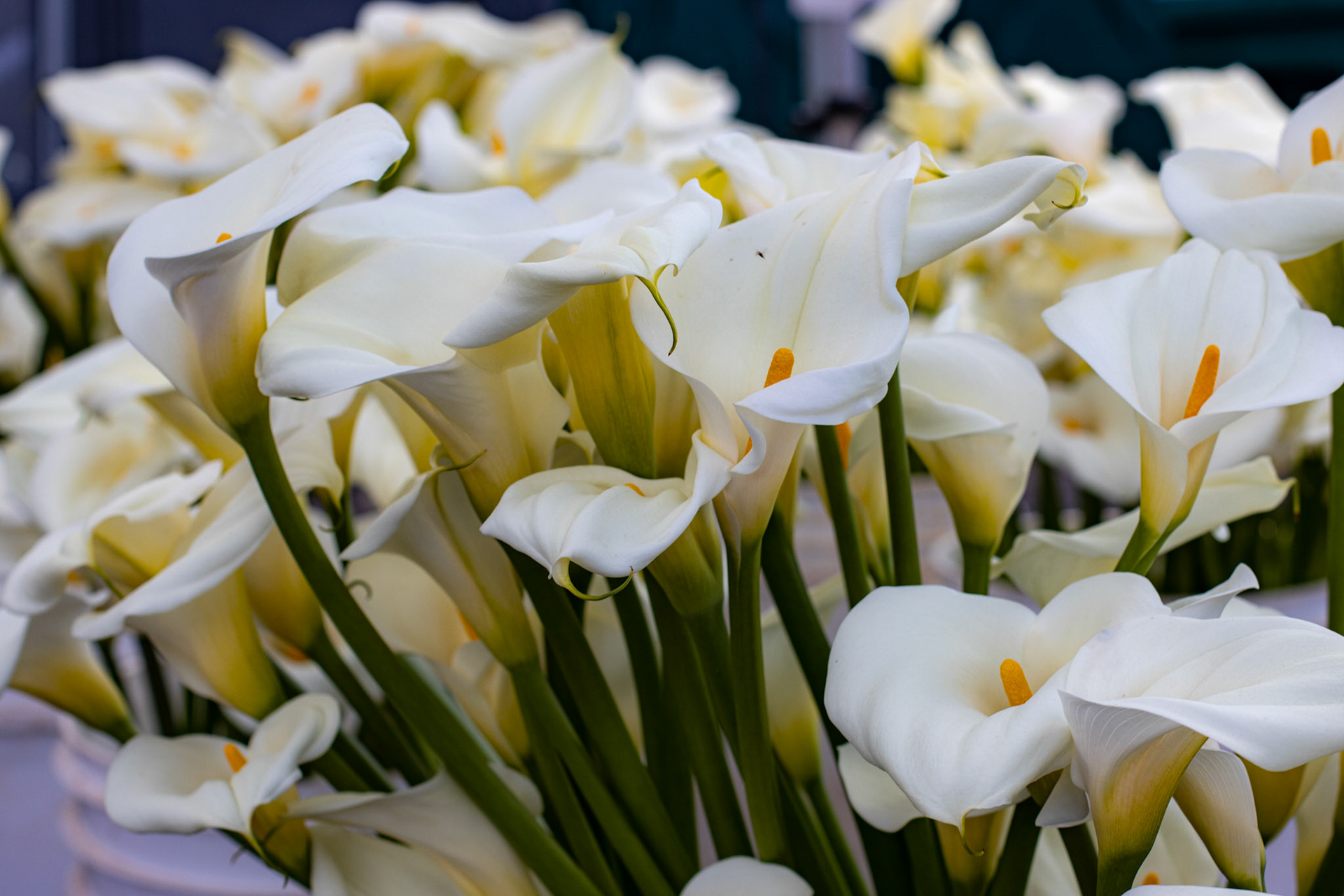 Farmers Market Flowers