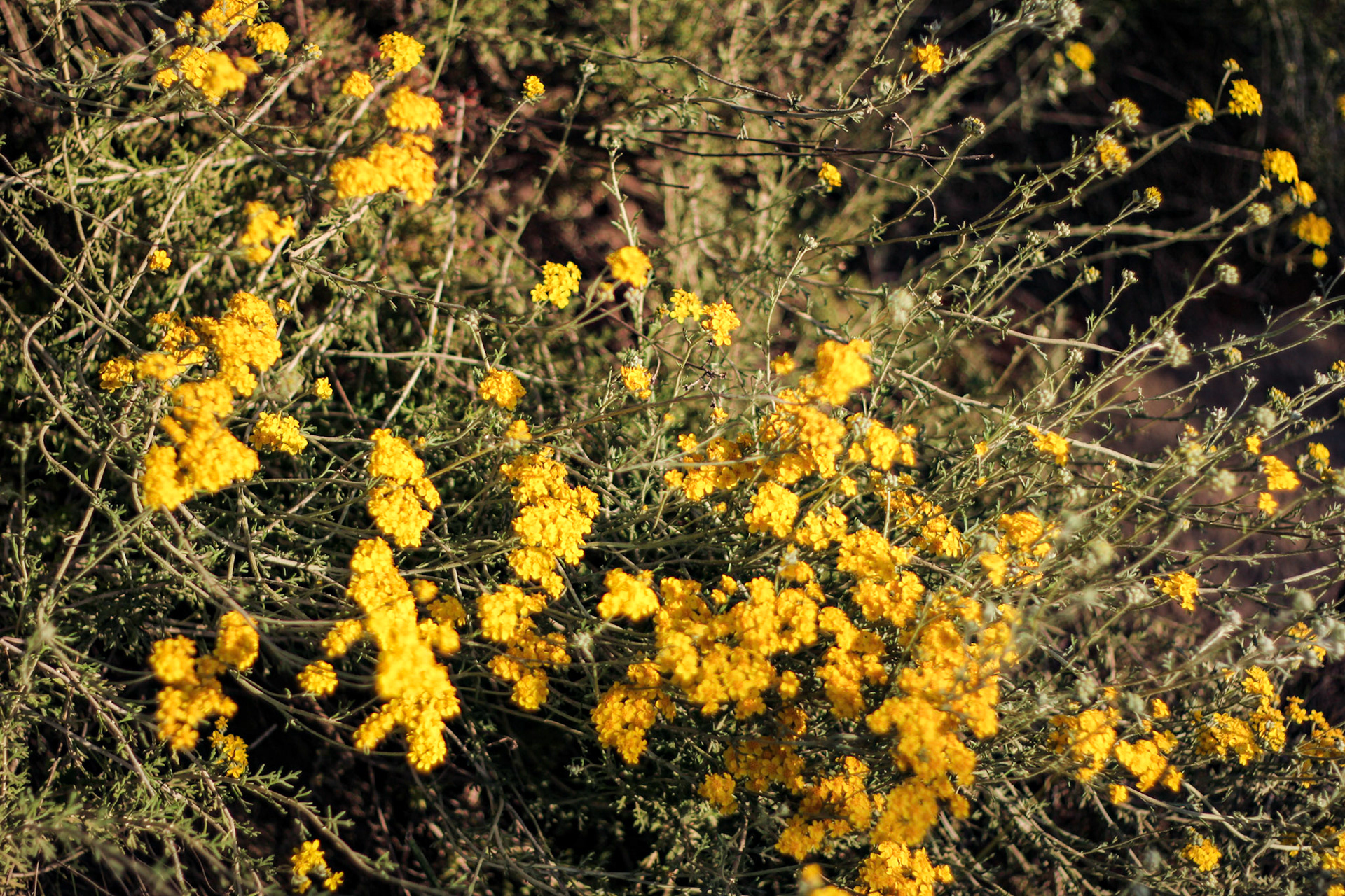 Wild Flowers - Mission Trails SD