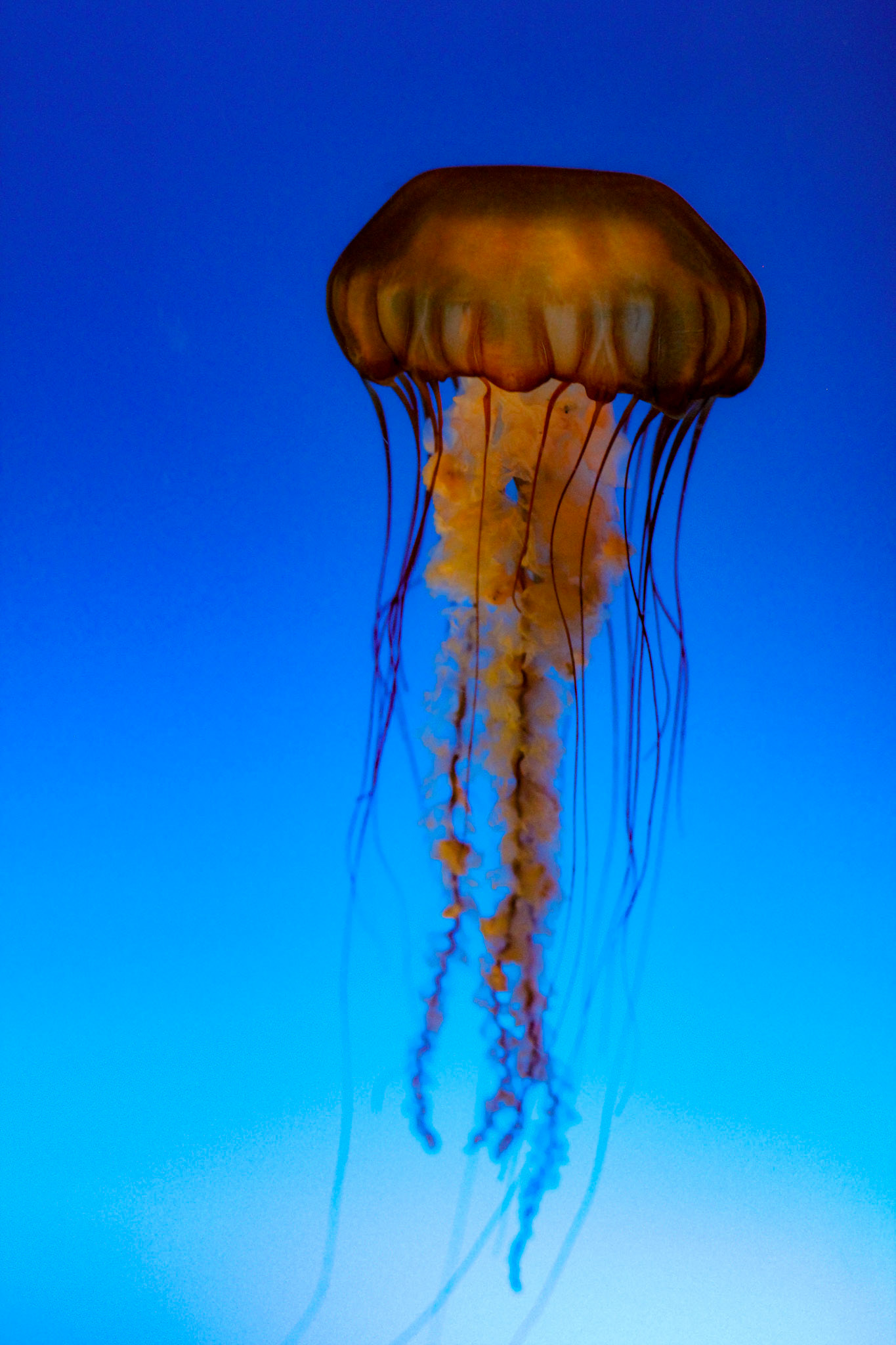 Jellyfish - Osaka Aqaurium, Japan