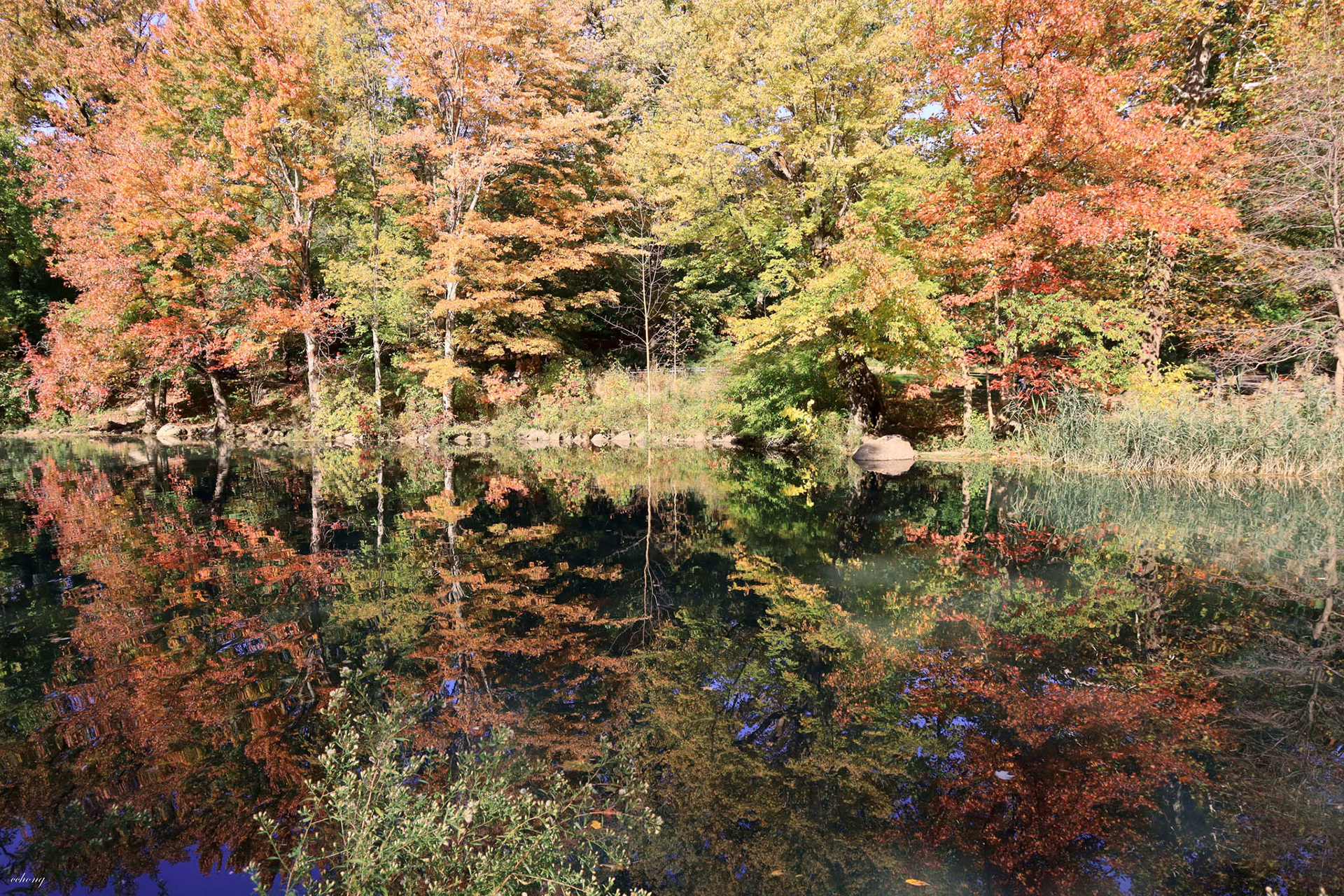 Central Park, NY #3