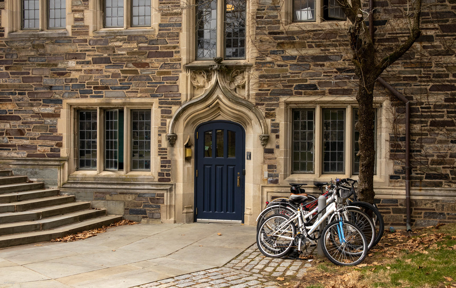 Princeton #4
