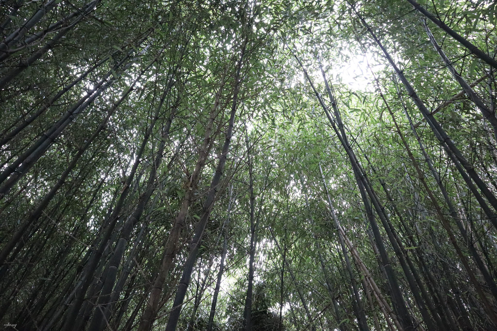 Bamboo
