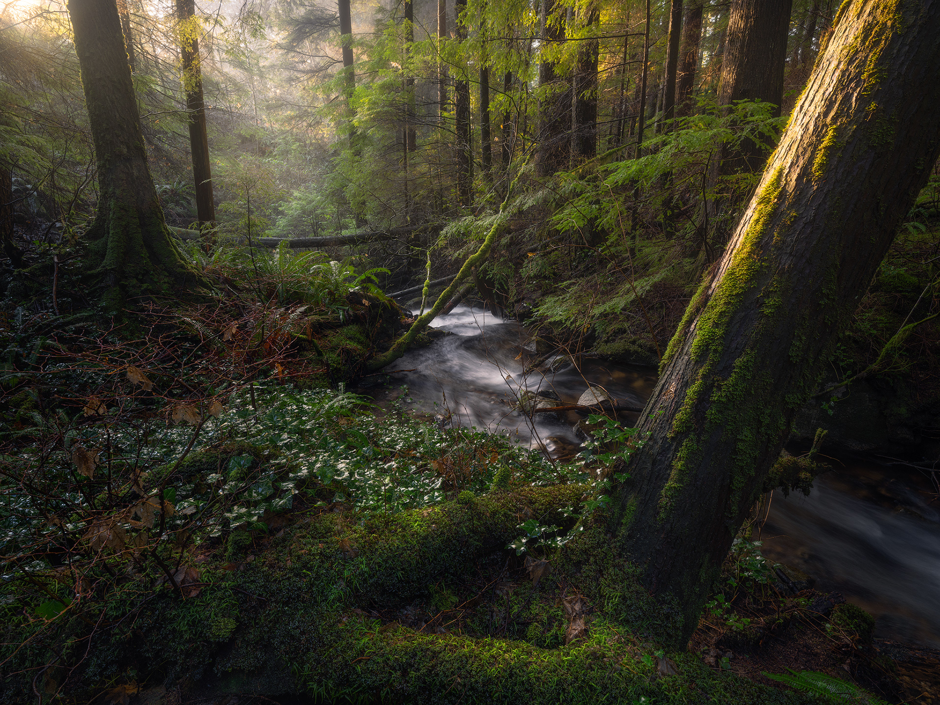 "Forest Aglow"